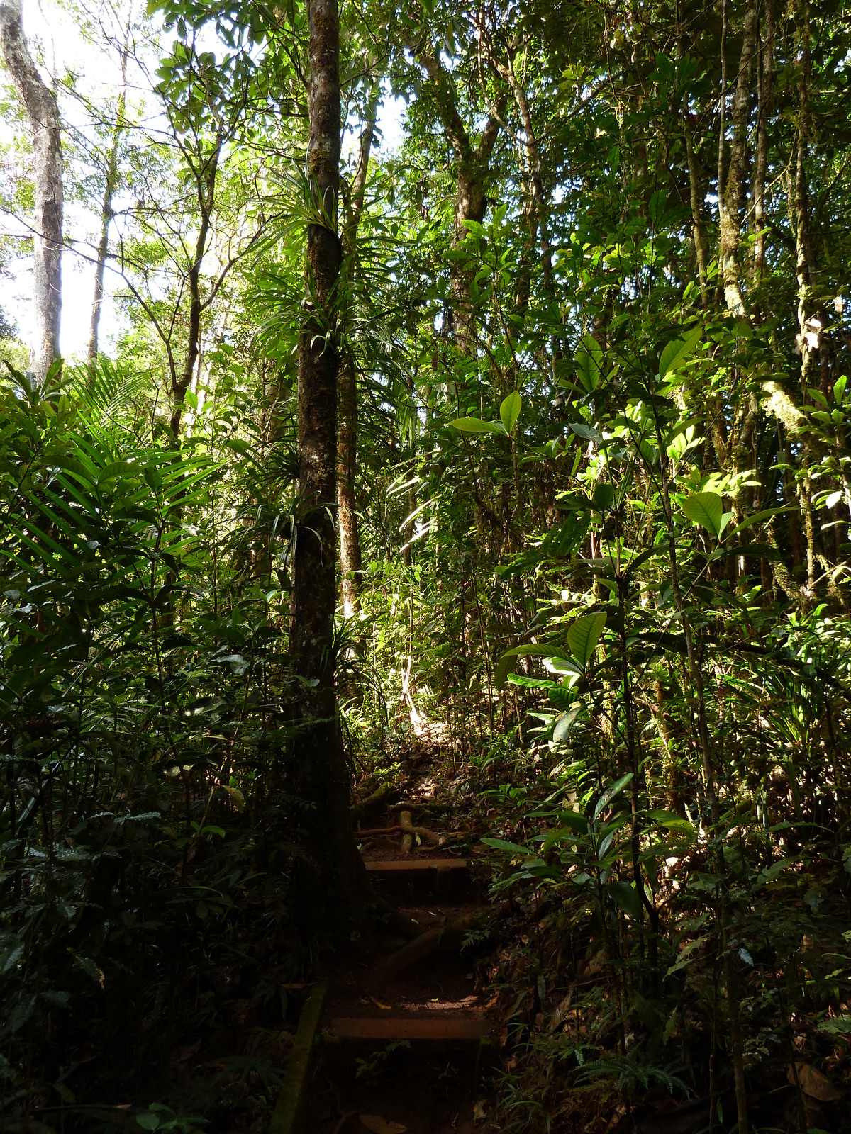 รูปถ่าย นิวแคลิโดเนีย(New Caledonia) อุทยานริเวียร์เบลอ(Parc de la Riviere Bleue) โรงแรมเลอกร็องกาโอรี(Le Grand Kaori) 2010-05 44
