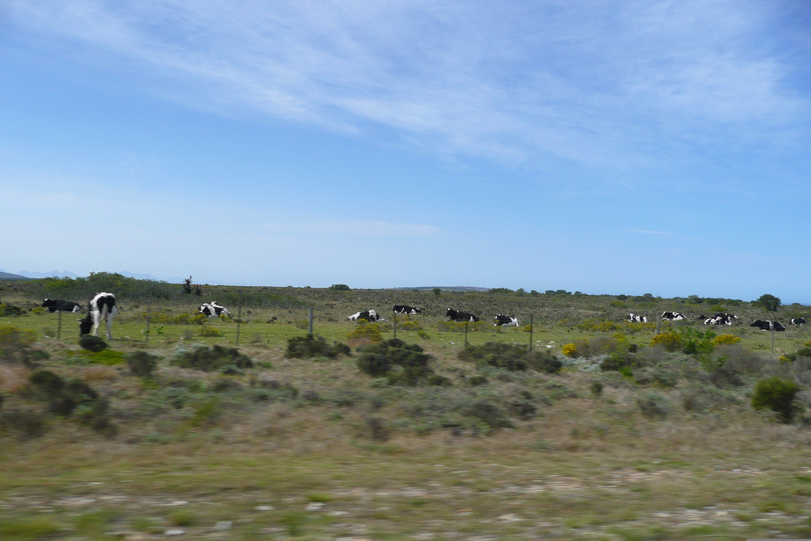 รูปถ่าย แอฟริกาใต้(South Africa) ถนนจากเฮอร์มานัสไปไนส์นา(Harmanus to Knysna road) 2008-09 40