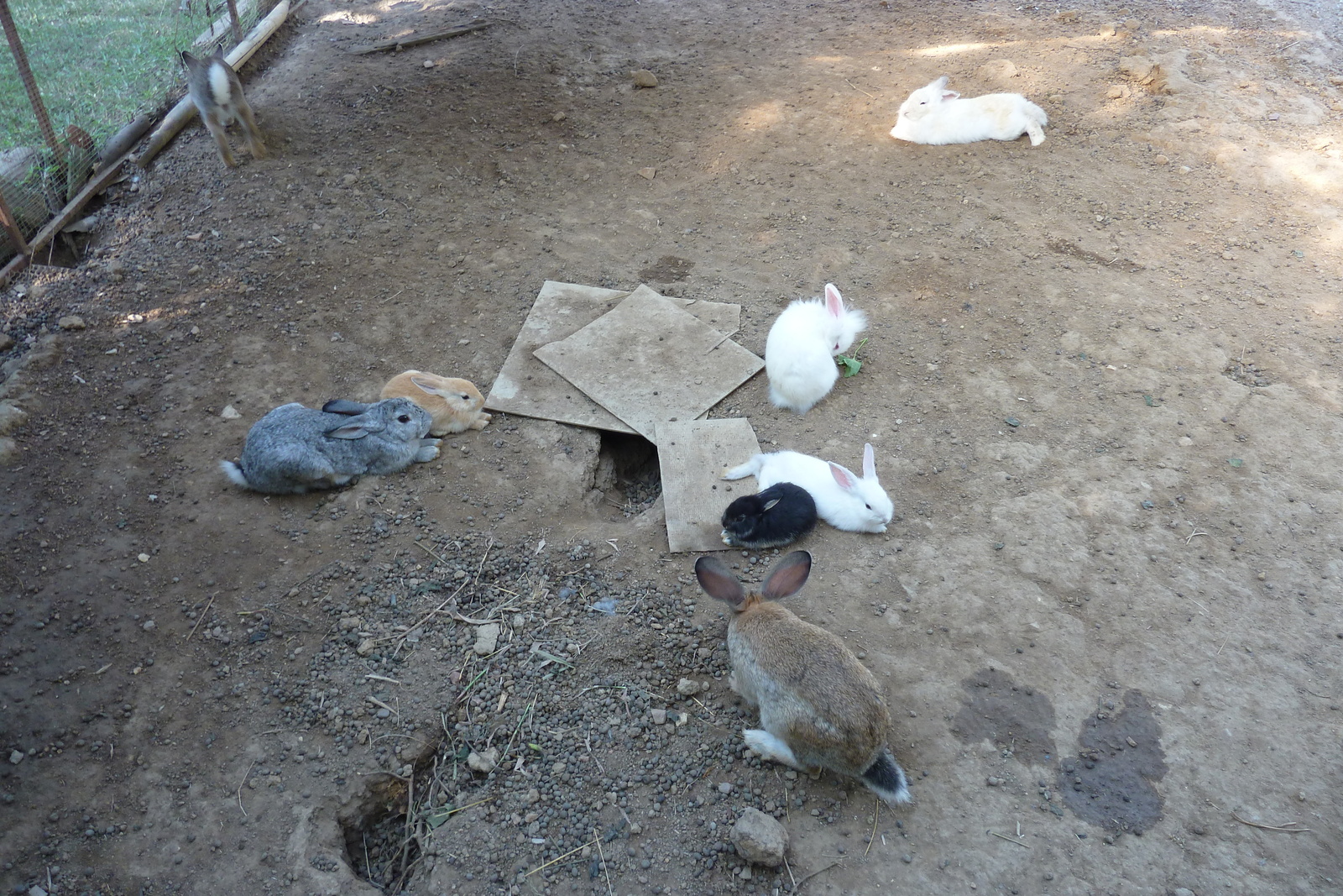 รูปถ่าย ไทย(Thailand) เชียงใหม่(Chiang Mai) ฟาร์มงูแม่สา(Mae Sa Snake Farm) 2010-12 89