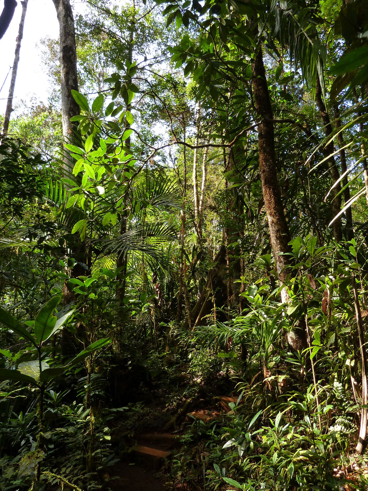 รูปถ่าย นิวแคลิโดเนีย(New Caledonia) อุทยานริเวียร์เบลอ(Parc de la Riviere Bleue) โรงแรมเลอกร็องกาโอรี(Le Grand Kaori) 2010-05 48