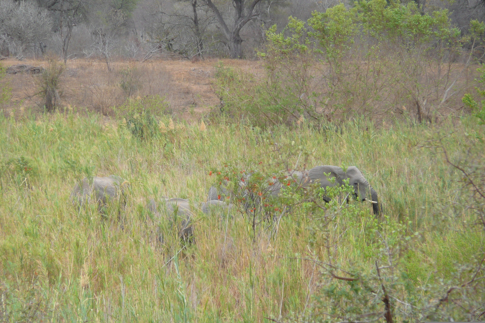รูปถ่าย แอฟริกาใต้(South Africa) อุทยานแห่งชาติครูเกอร์(Kruger National Park) แม่น้ำซาเบิล(Sable River) 2008-09 71