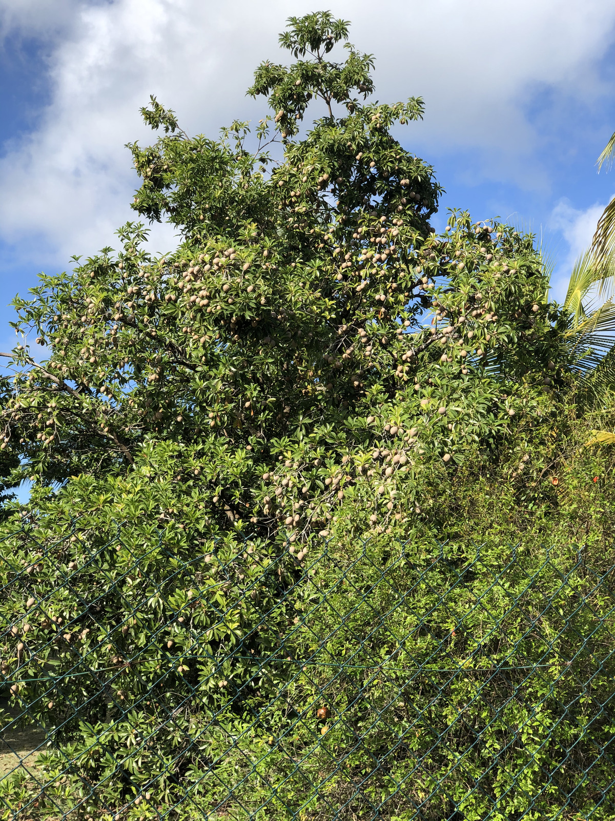 รูปถ่าย กวาเดอลูป(Guadeloupe) แซ็งฟร็องซัว(Saint Francois) 2021-02 5