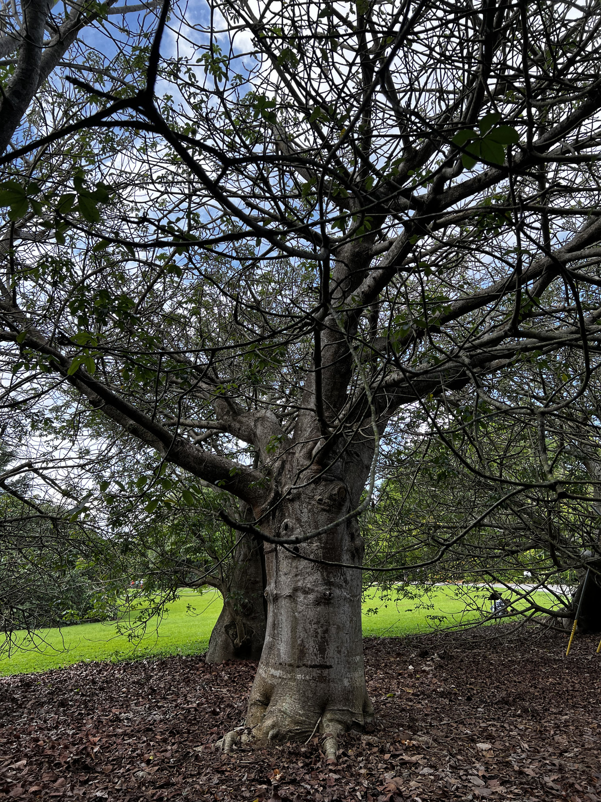 รูปถ่าย สิงคโปร์(Singapore) สวนพฤกษศาสตร์สิงคโปร์(Singapore Botanic Gardens) 2023-01 33