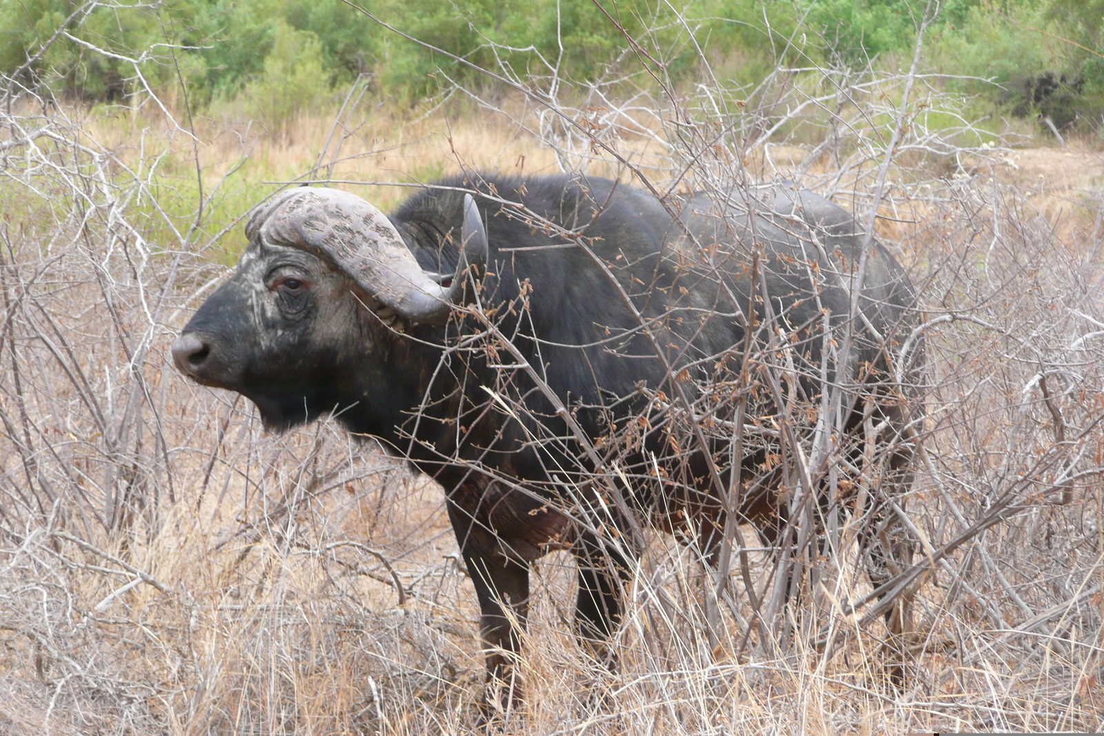 รูปถ่าย แอฟริกาใต้(South Africa) อุทยานแห่งชาติครูเกอร์(Kruger National Park) แม่น้ำซาเบิล(Sable River) 2008-09 16