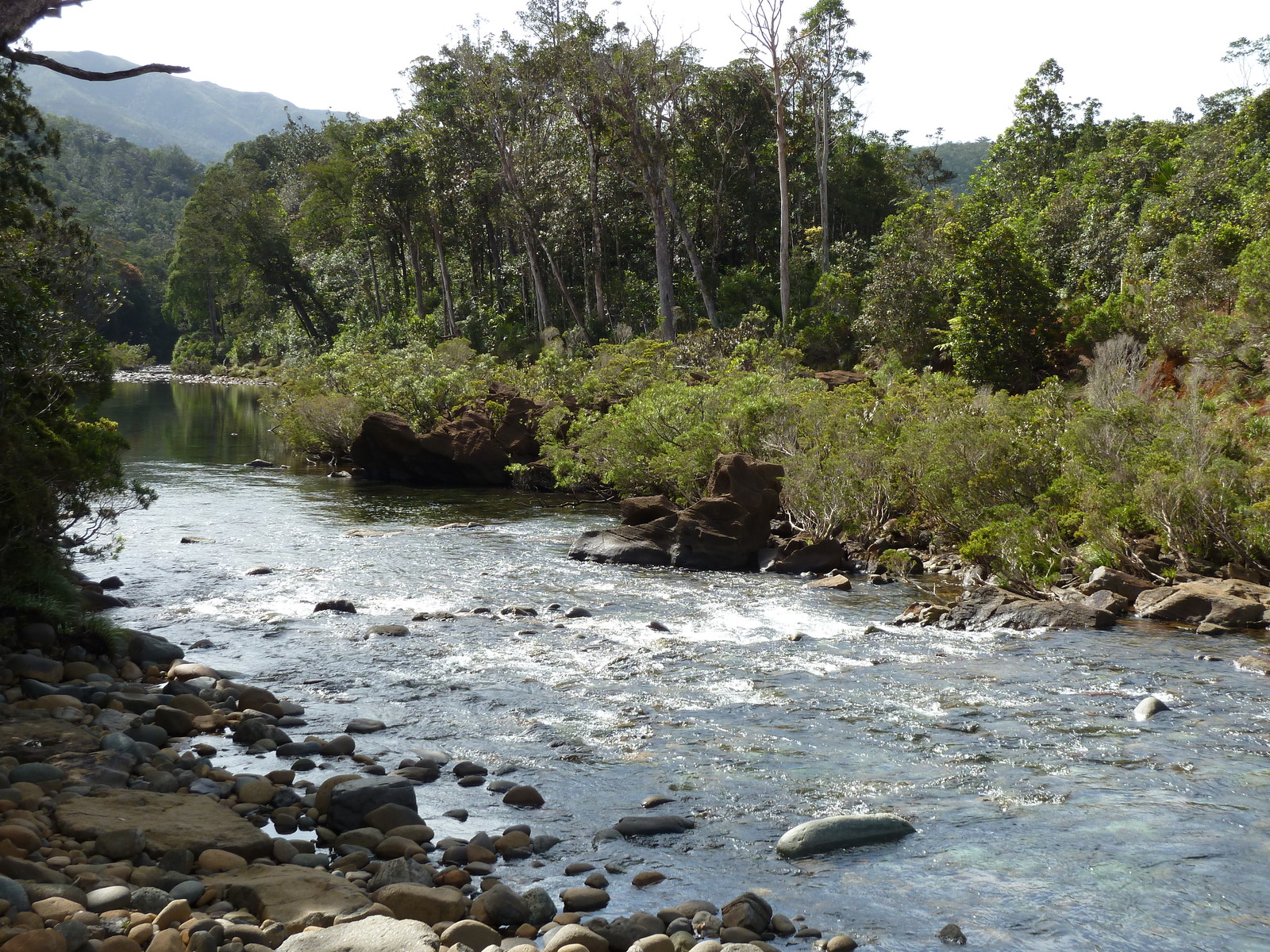 รูปถ่าย นิวแคลิโดเนีย(New Caledonia) อุทยานริเวียร์เบลอ(Parc de la Riviere Bleue) 2010-05 164