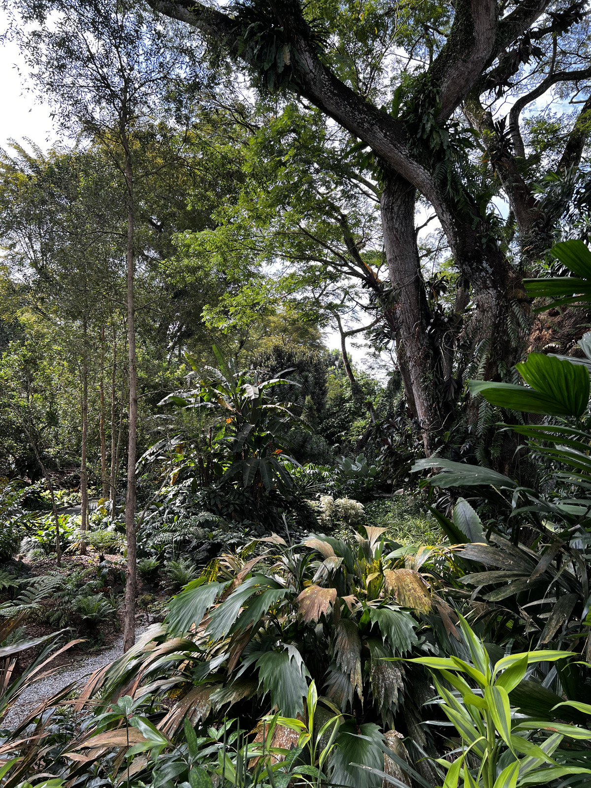 รูปถ่าย สิงคโปร์(Singapore) สวนพฤกษศาสตร์สิงคโปร์(Singapore Botanic Gardens) 2023-01 97