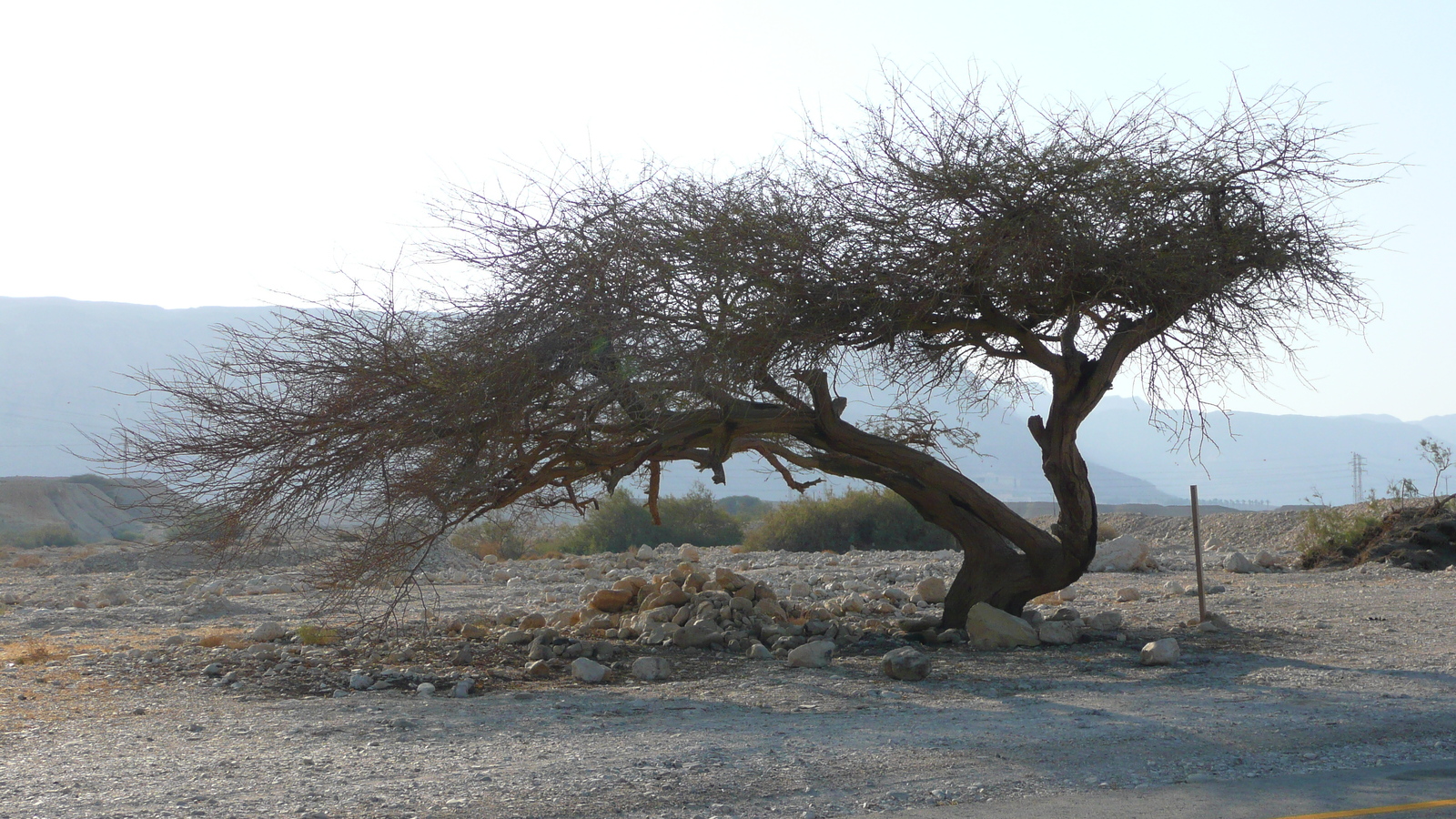 รูปถ่าย อิสราเอล(Israel) ทะเลดำ(Dead Sea) 2007-06 19