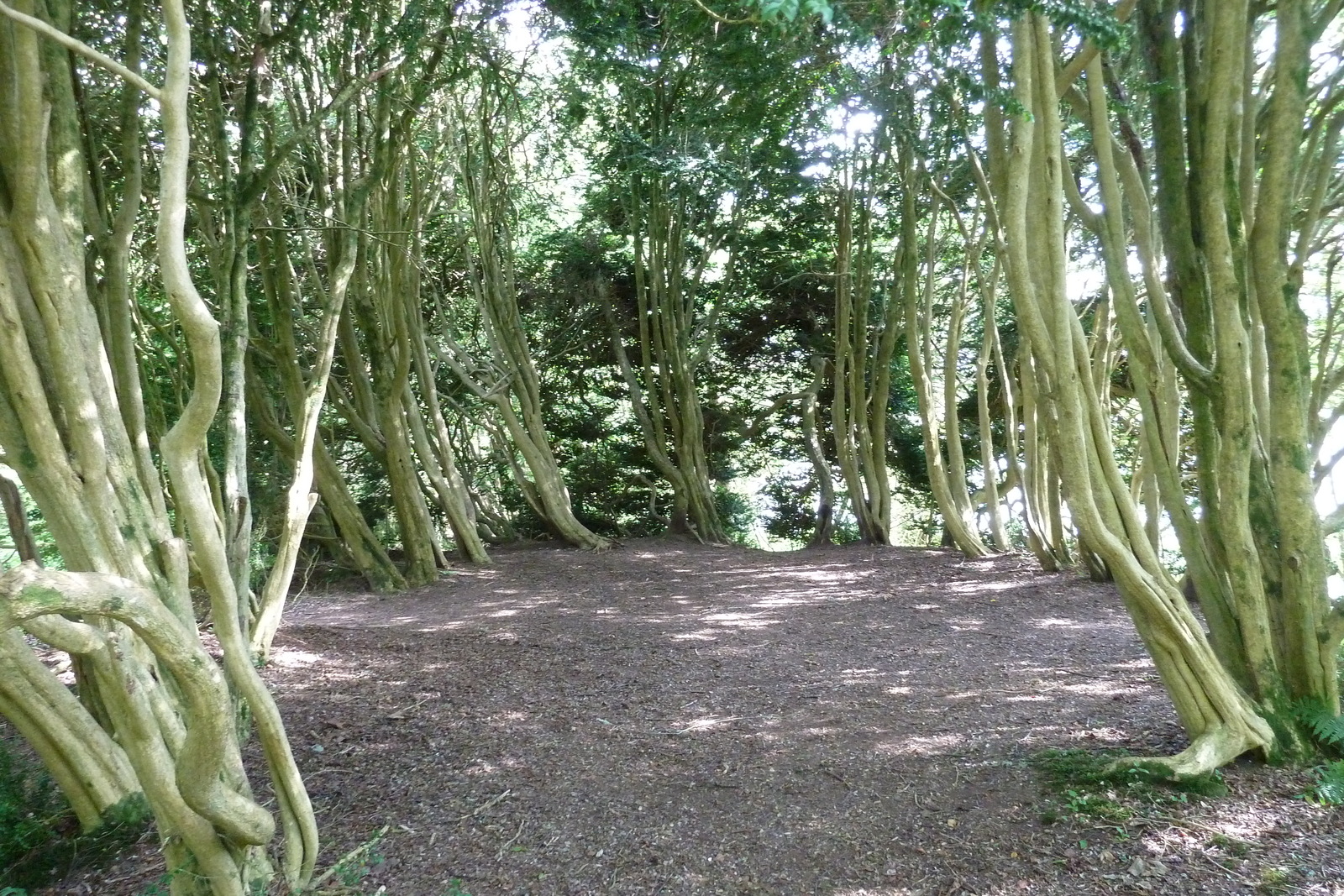 รูปถ่าย อังกฤษ(United Kingdom) สกอตแลนด์(Scotland) อารามอินช์มาโฮม(Inchmahome Priory) 2011-07 10