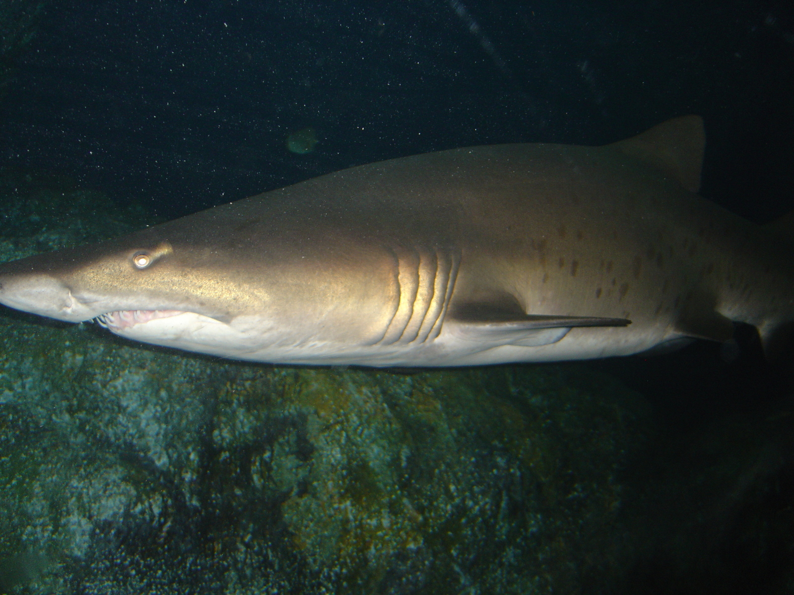 รูปถ่าย ไทย(Thailand) กรุงเทพมหานคร(Bangkok) สยามโอเชียนเวิลด์(Siam Ocean World) 2005-12 38
