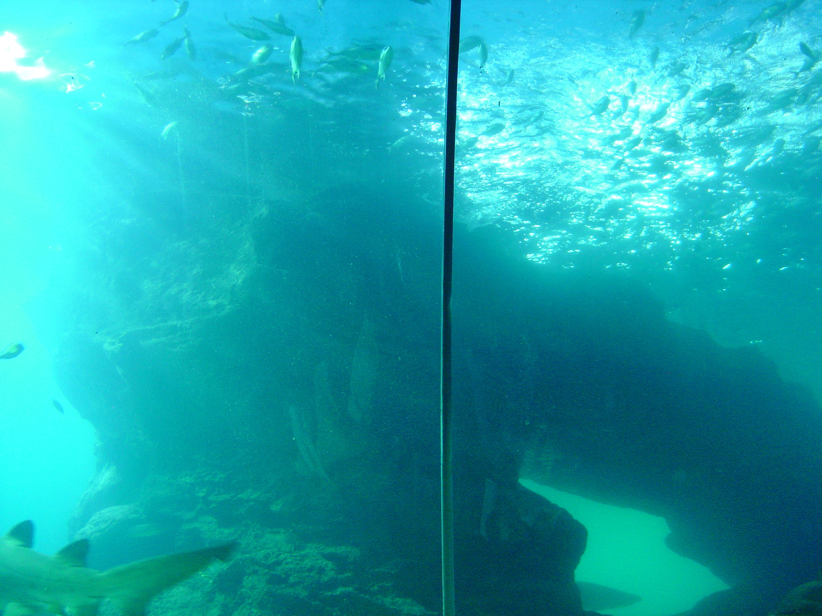 รูปถ่าย ไทย(Thailand) กรุงเทพมหานคร(Bangkok) สยามโอเชียนเวิลด์(Siam Ocean World) 2005-12 32
