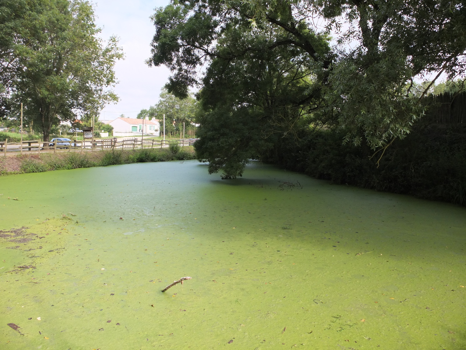 รูปถ่าย ฝรั่งเศส(France) กอมเมอกีเย(Commequiers) 2012-07 19