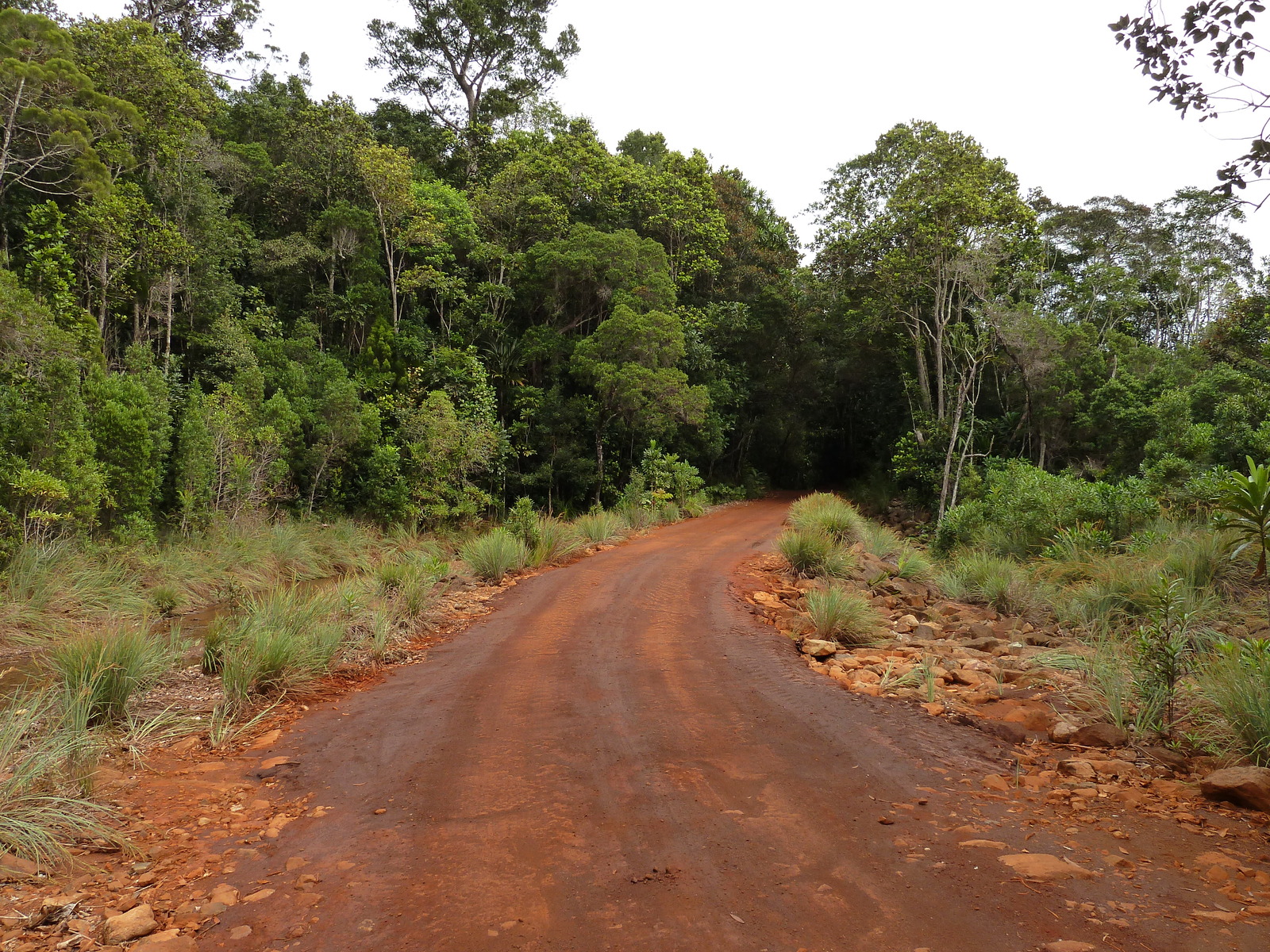 รูปถ่าย นิวแคลิโดเนีย(New Caledonia) อุทยานริเวียร์เบลอ(Parc de la Riviere Bleue) 2010-05 109