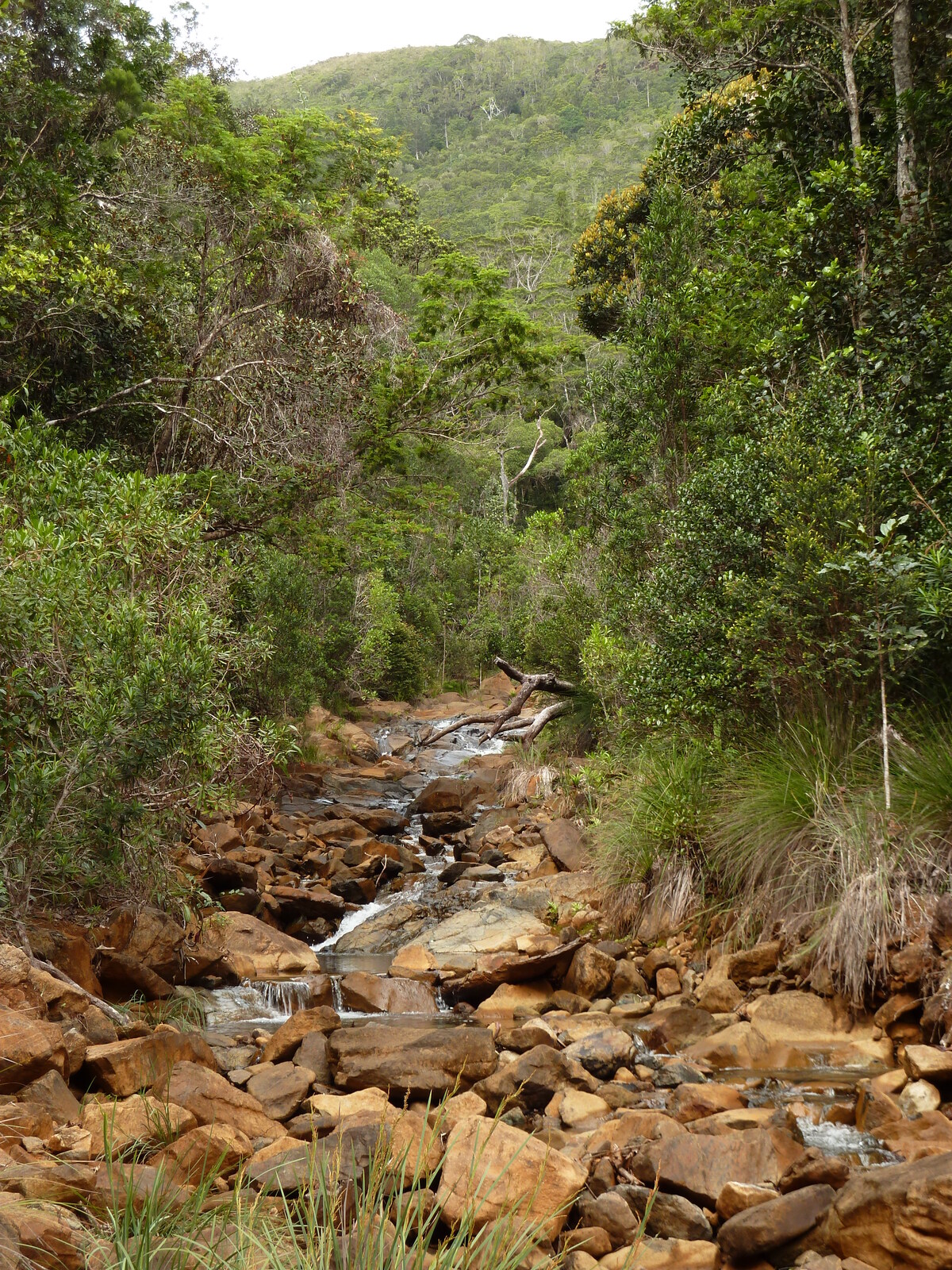 รูปถ่าย นิวแคลิโดเนีย(New Caledonia) อุทยานริเวียร์เบลอ(Parc de la Riviere Bleue) 2010-05 112