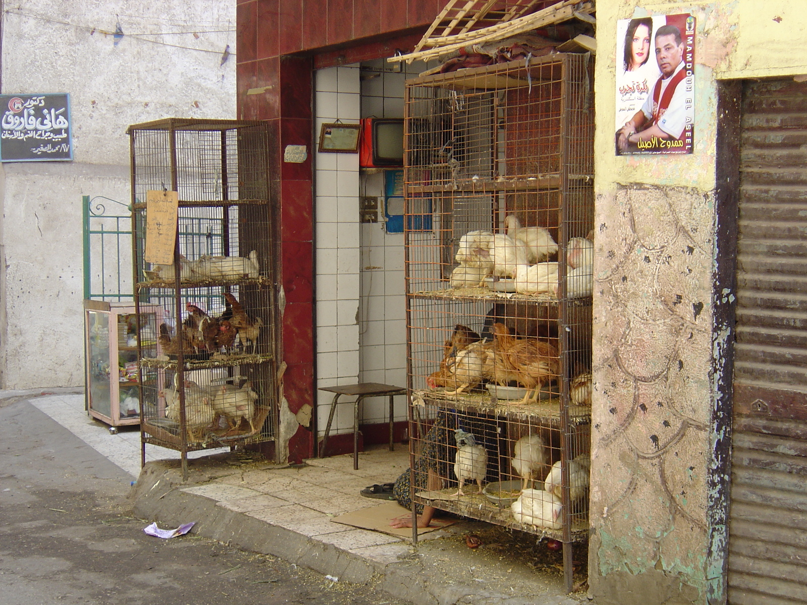 รูปถ่าย อียิปต์(Egypt) ไคโร(Cairo) 2004-09 25
