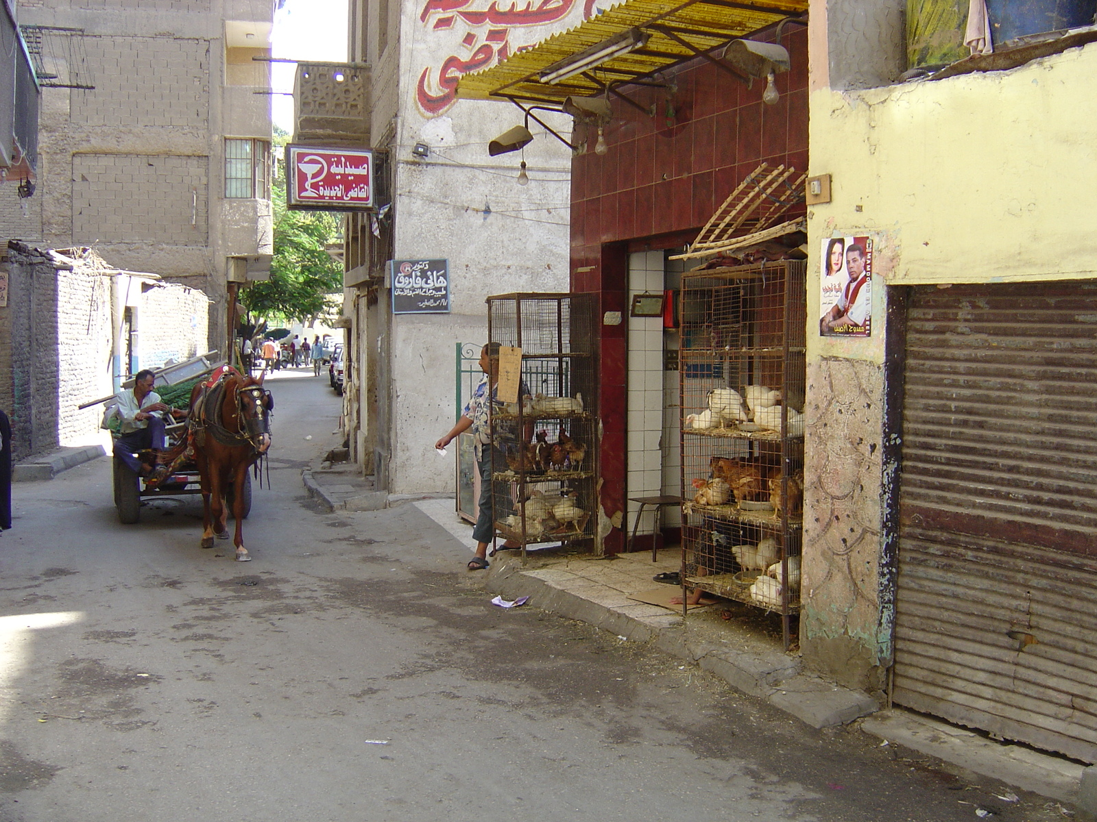 รูปถ่าย อียิปต์(Egypt) ไคโร(Cairo) 2004-09 24