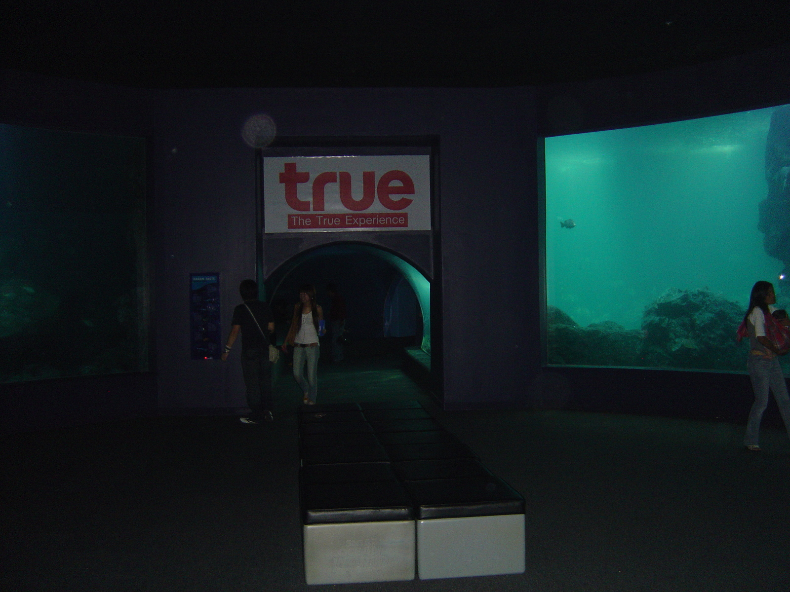 รูปถ่าย ไทย(Thailand) กรุงเทพมหานคร(Bangkok) สยามโอเชียนเวิลด์(Siam Ocean World) 2005-12 41