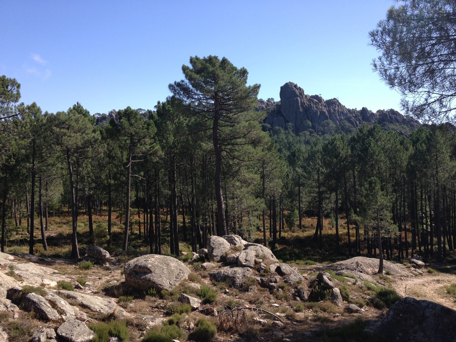 รูปถ่าย ฝรั่งเศส(France) คอร์สิคา(Corsica) ป่าลอสเปดาเล(L'ospedale Forest) 2012-09 48