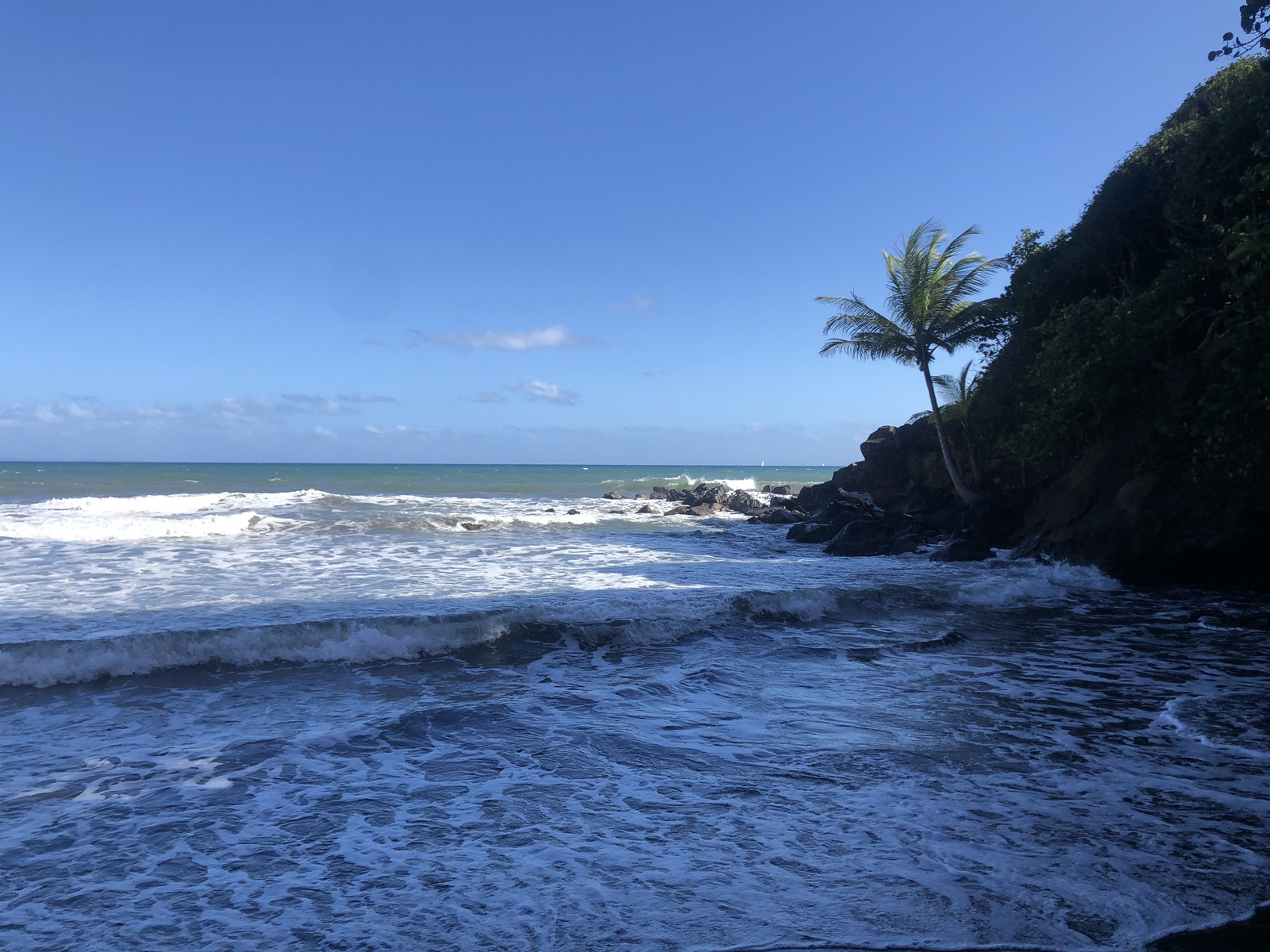 รูปถ่าย กวาเดอลูป(Guadeloupe) บานาเนีย(Bananier) 2021-02 6