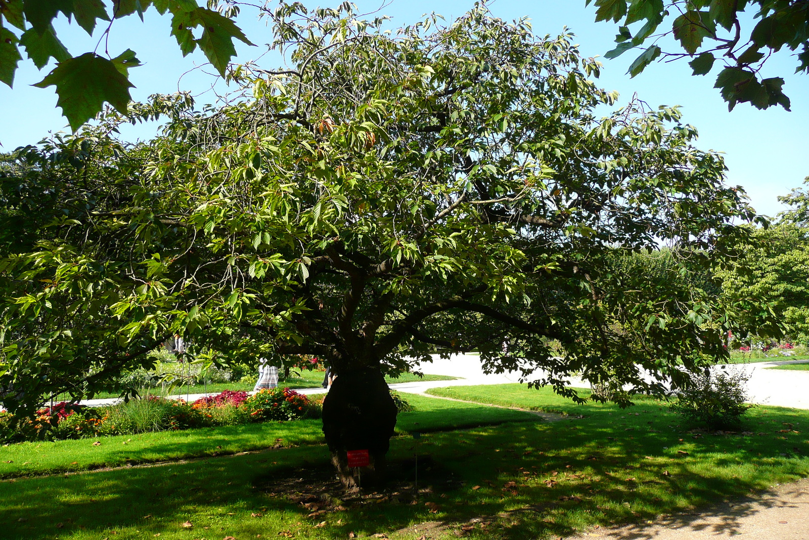 รูปถ่าย ฝรั่งเศส(France) ปารีส(Paris) สวนพันธ์ุพืช(Jardin des Plantes) 2007-08 2