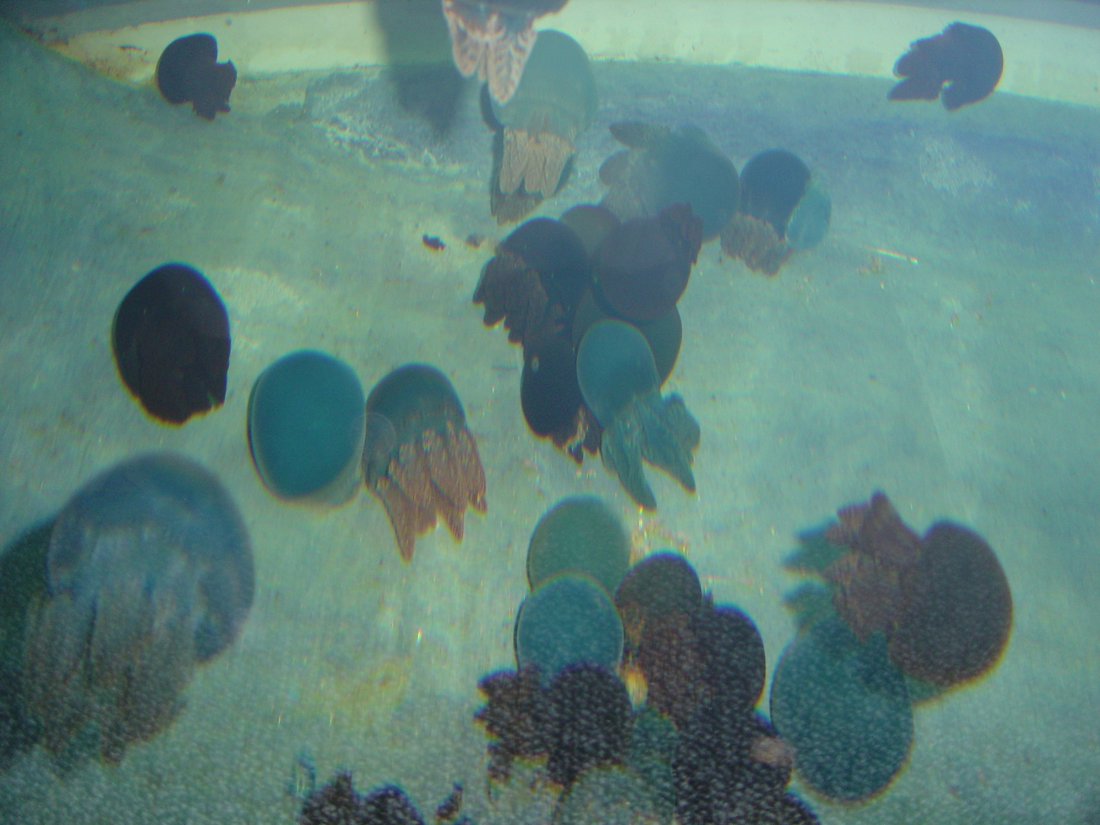 รูปถ่าย ไทย(Thailand) กรุงเทพมหานคร(Bangkok) สยามโอเชียนเวิลด์(Siam Ocean World) 2005-12 10
