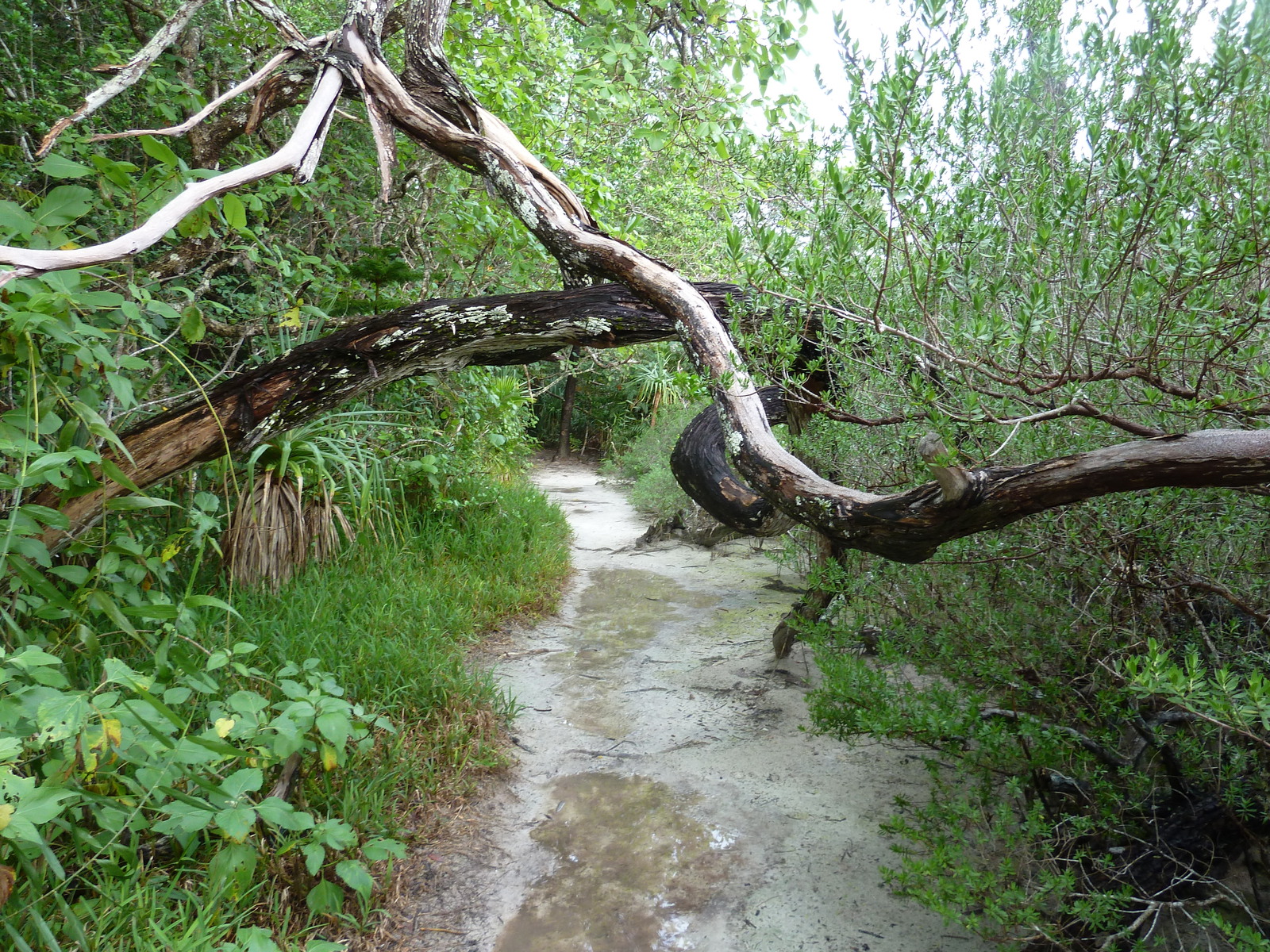 รูปถ่าย นิวแคลิโดเนีย(New Caledonia) เกาะต้นสน(Ile des pins) อ่าวโอโร(Oro Bay) 2010-05 6