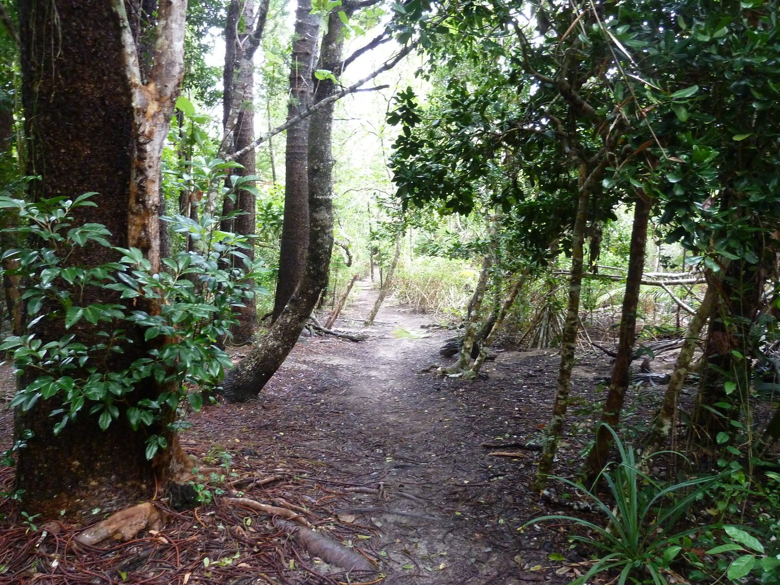 รูปถ่าย นิวแคลิโดเนีย(New Caledonia) เกาะต้นสน(Ile des pins) อ่าวโอโร(Oro Bay) 2010-05 16