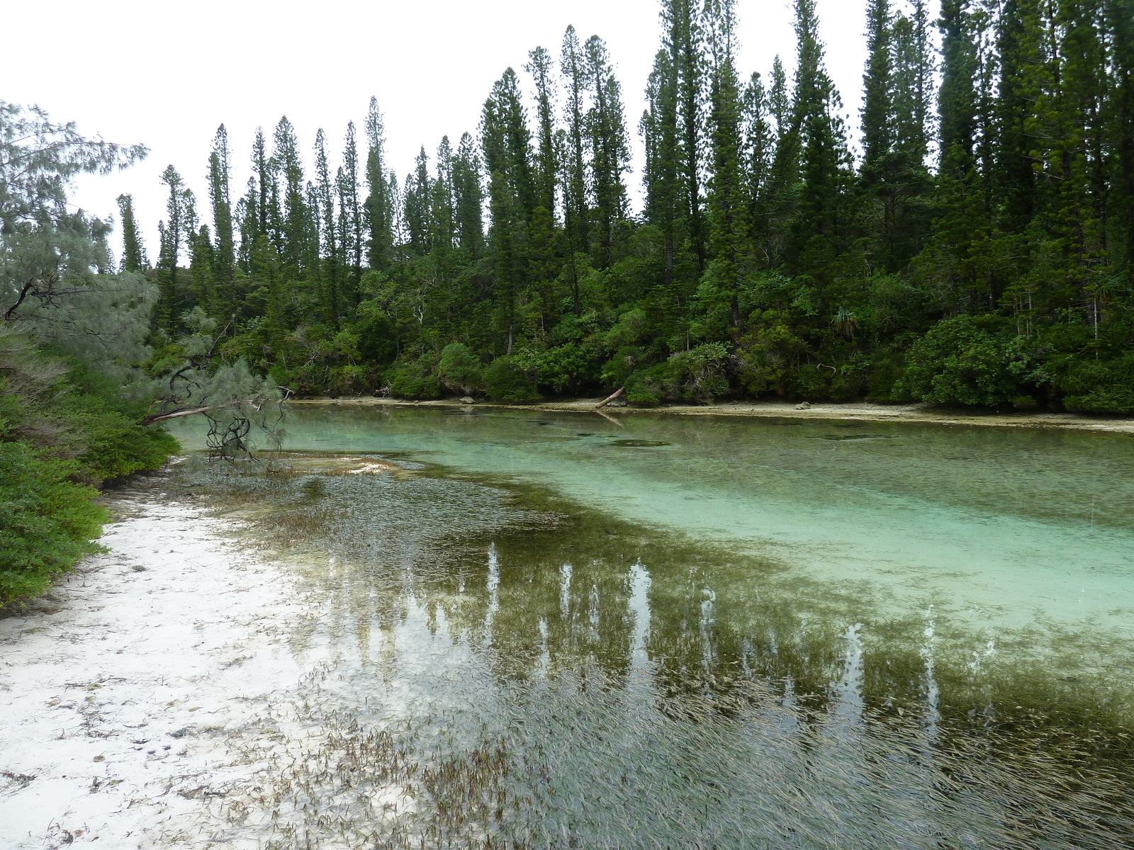 รูปถ่าย นิวแคลิโดเนีย(New Caledonia) เกาะต้นสน(Ile des pins) อ่าวโอโร(Oro Bay) 2010-05 36