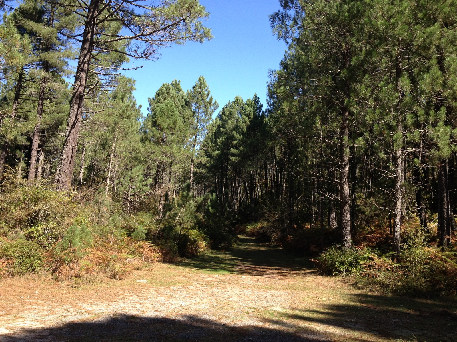 รูปถ่าย ฝรั่งเศส(France) คอร์สิคา(Corsica) ซอนซา(Zonza) 2012-09 7