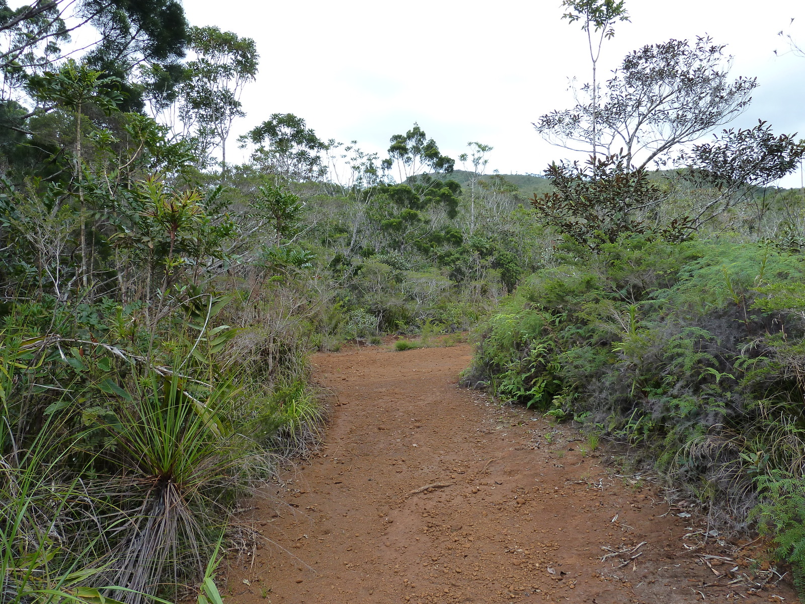 รูปถ่าย นิวแคลิโดเนีย(New Caledonia) อุทยานริเวียร์เบลอ(Parc de la Riviere Bleue) 2010-05 79