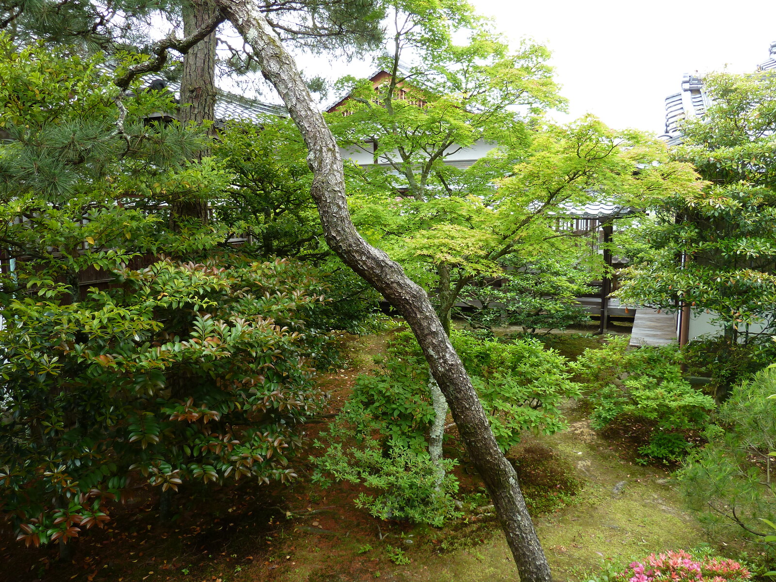 รูปถ่าย ญี่ปุ่น(Japan) เกียวโต(Kyoto) ตำหนักหลวงวัดนินนะจิ(Ninna ji imperial Residence) 2010-06 96
