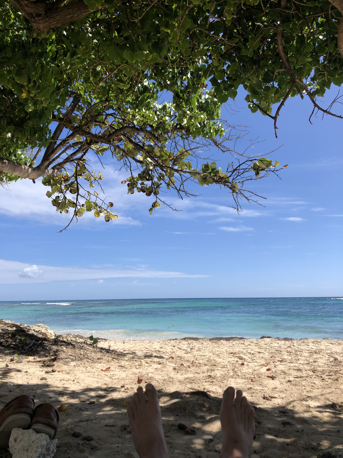 รูปถ่าย กวาเดอลูป(Guadeloupe) โรงแรมเลอมันกานาโอ(Le Manganao Hotel) 2021-02 107