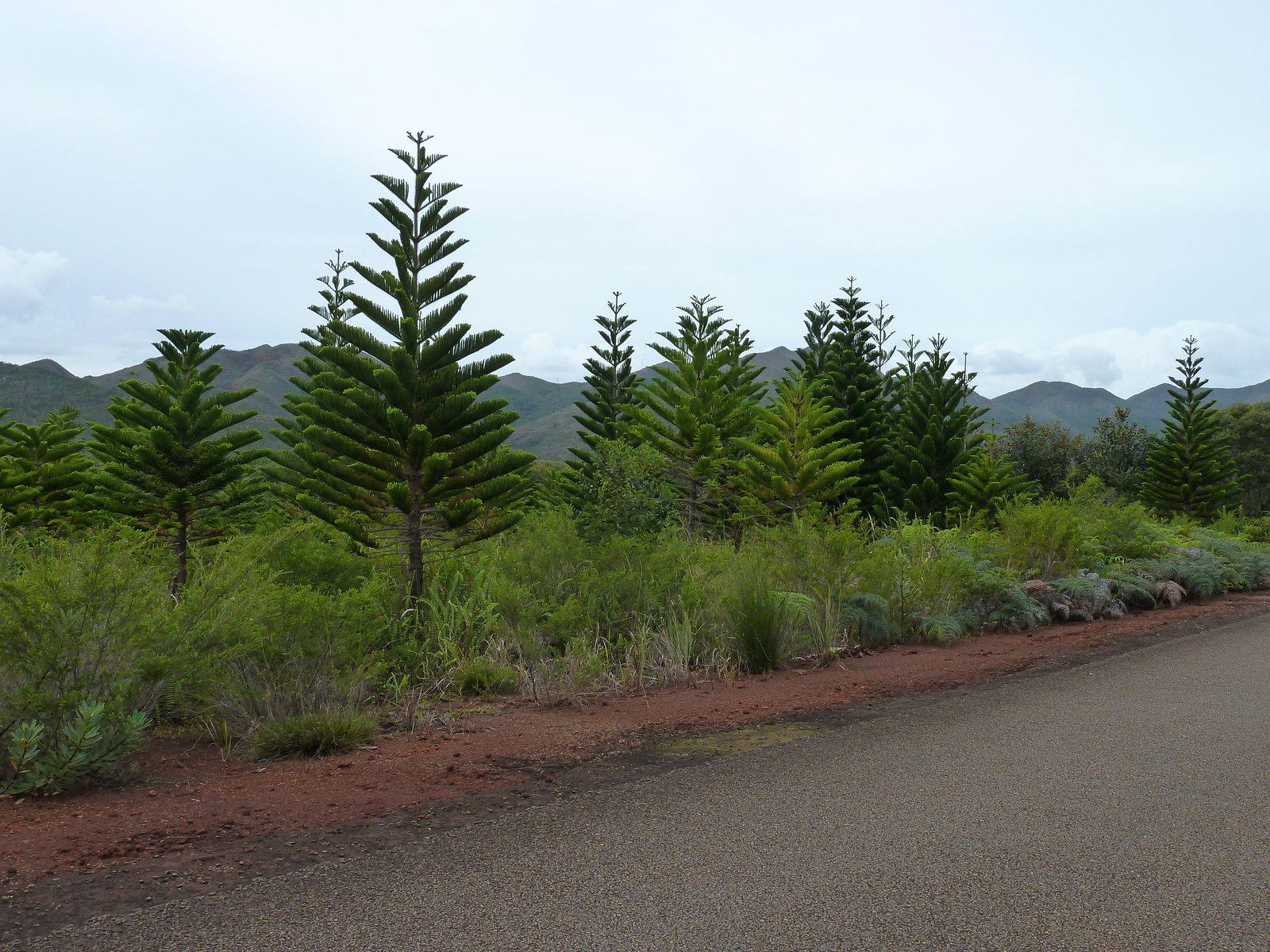 รูปถ่าย นิวแคลิโดเนีย(New Caledonia) อุทยานริเวียร์เบลอ(Parc de la Riviere Bleue) 2010-05 142