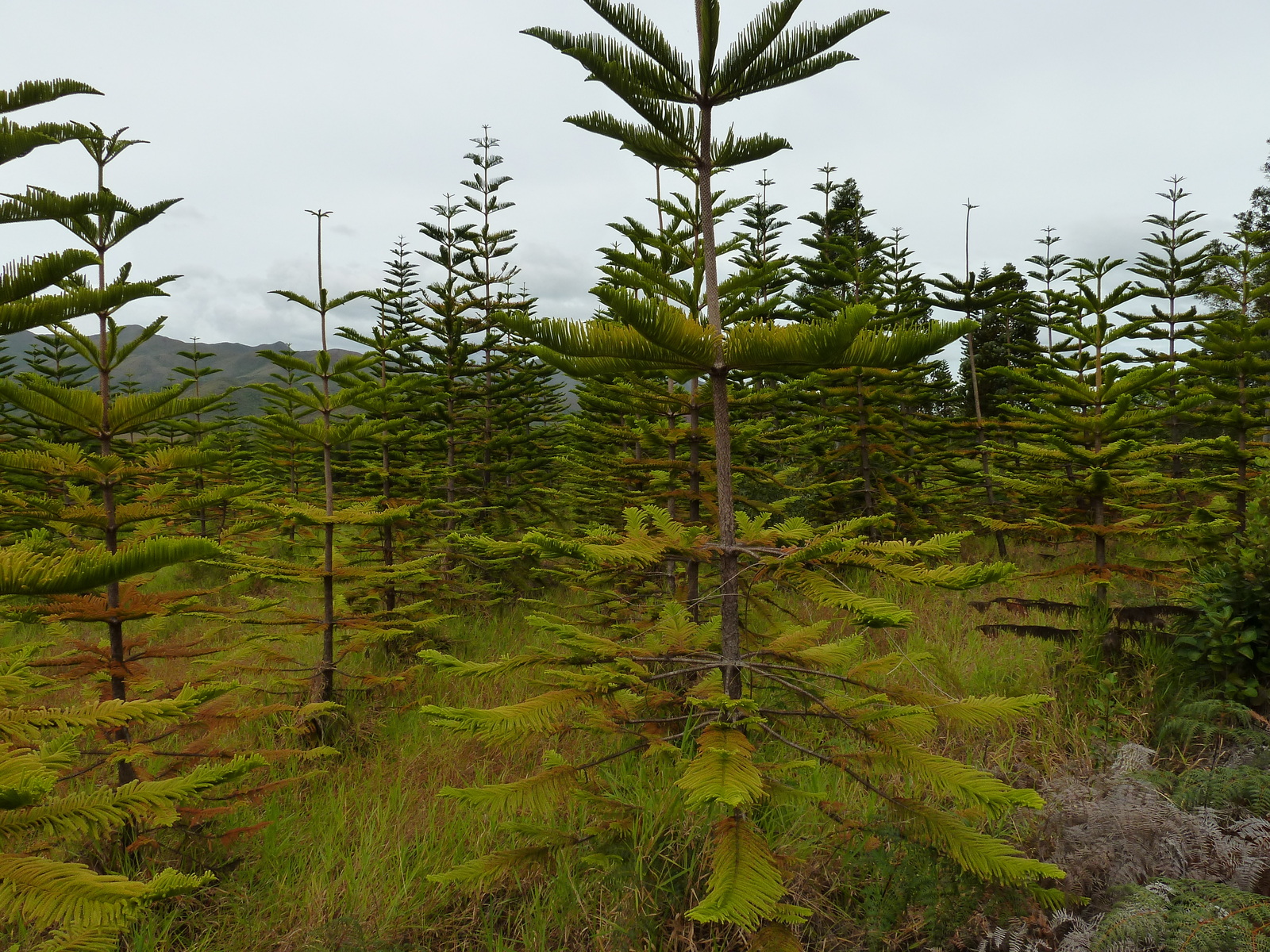 รูปถ่าย นิวแคลิโดเนีย(New Caledonia) 2010-05 83