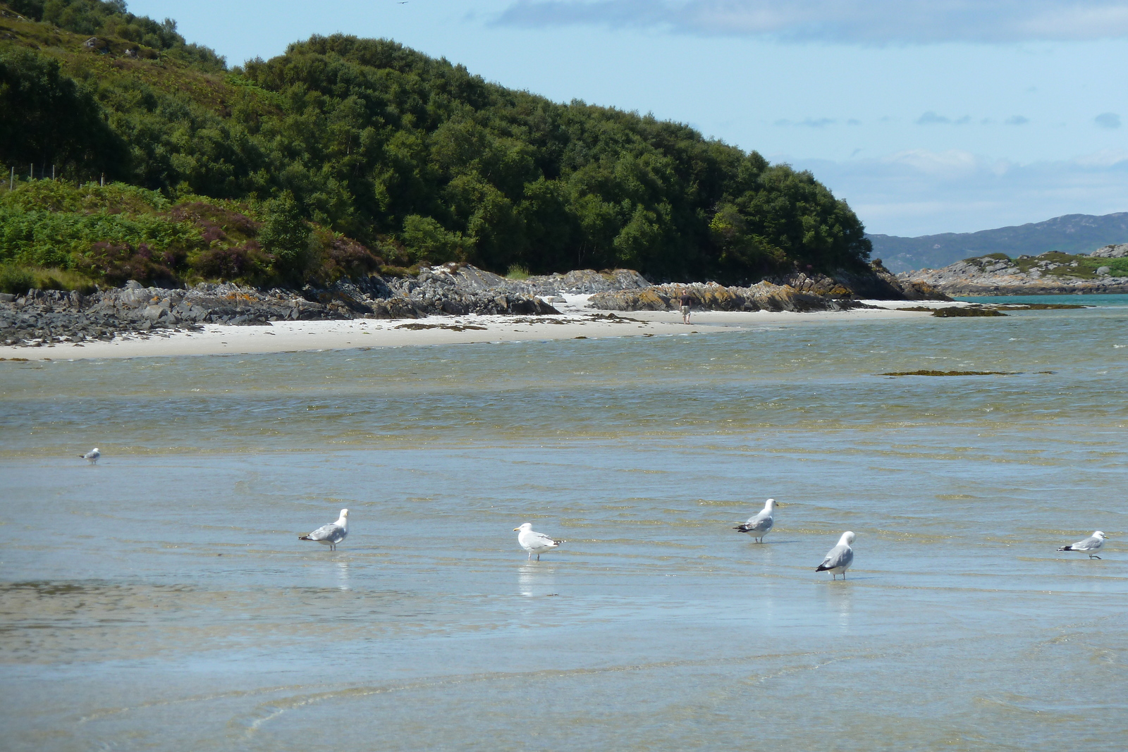 รูปถ่าย อังกฤษ(United Kingdom) สกอตแลนด์(Scotland) ชายฝั่งแอริเซก(Arisaig coast) 2011-07 37