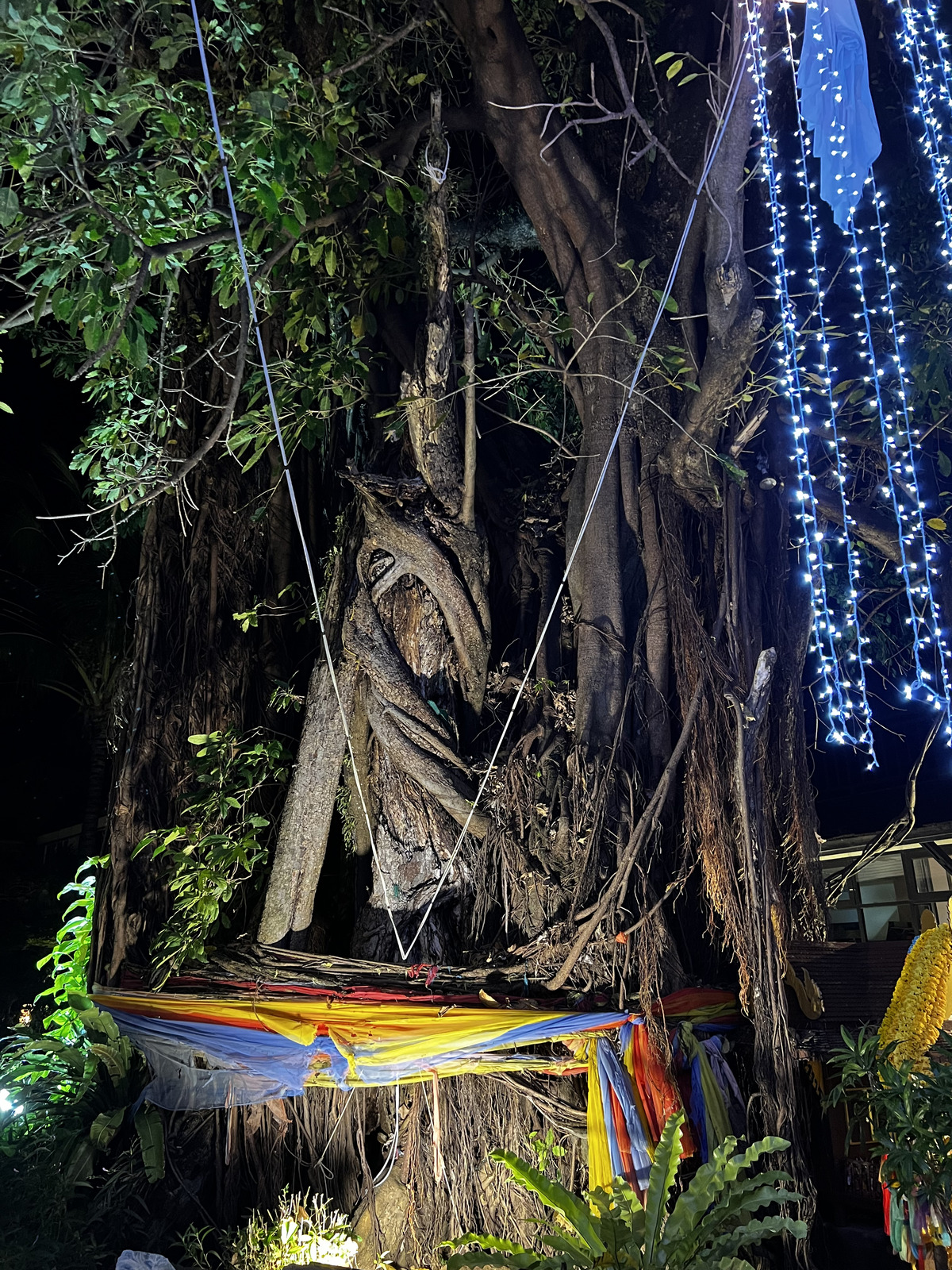 รูปถ่าย ไทย(Thailand) เกาะพีพีดอน(Ko Phi Phi Don) 2021-12 197