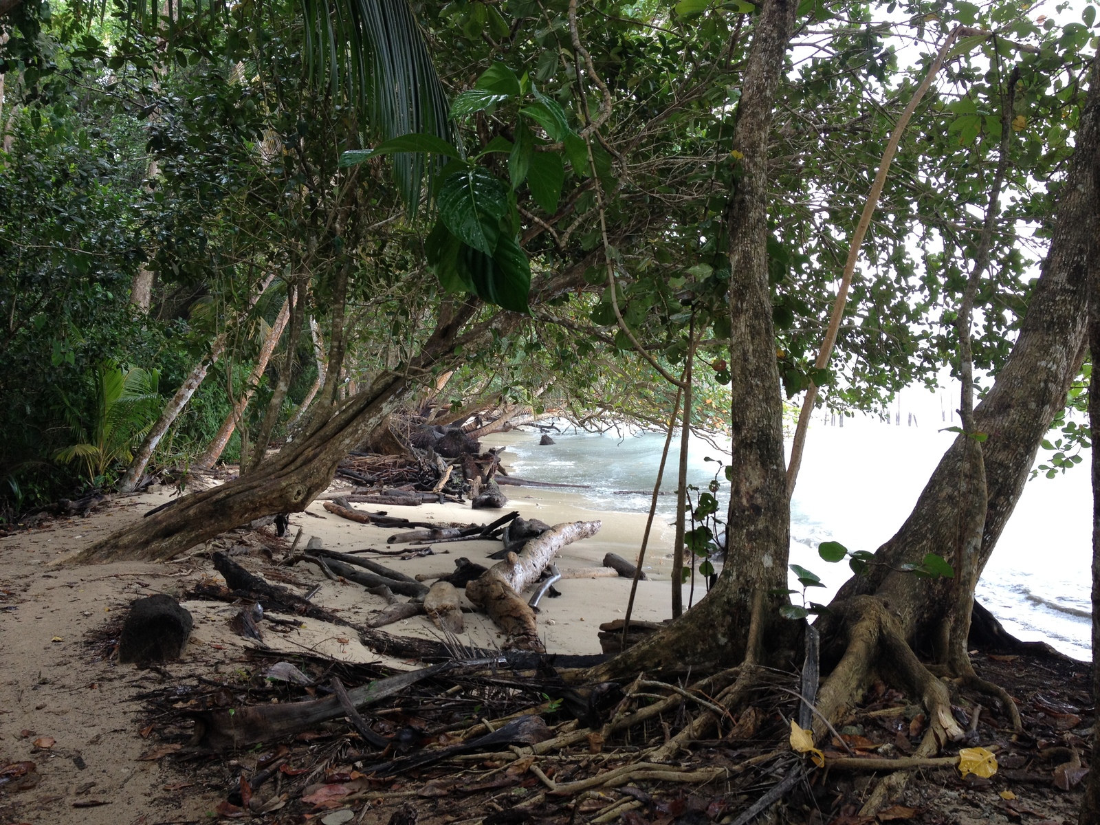 รูปถ่าย คอสตาริกา(Costa Rica) กาอุยตา(Cahuita) 2015-03 232