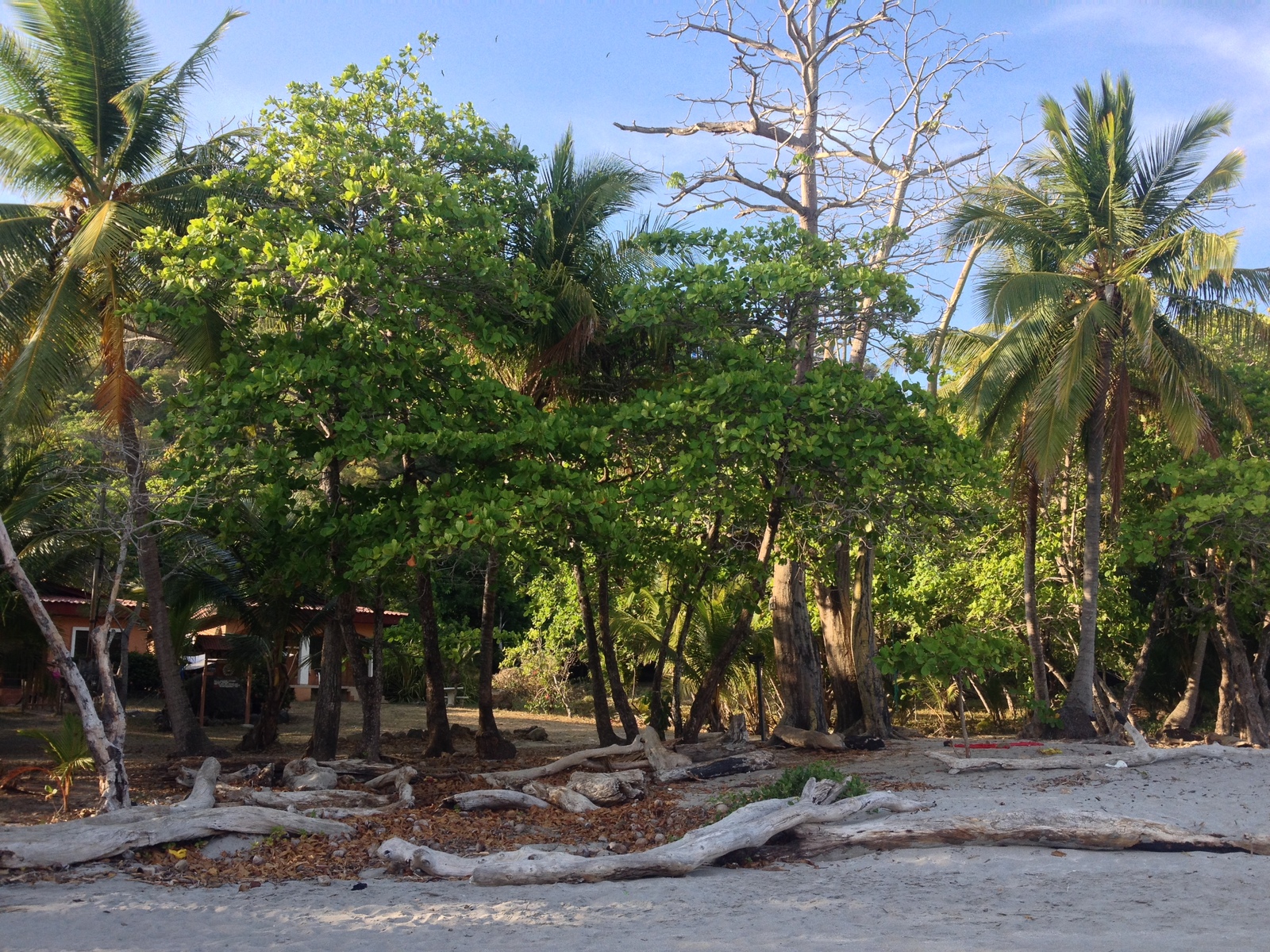 รูปถ่าย คอสตาริกา(Costa Rica) มอนเตซูมา(Montezuma) 2015-03 384
