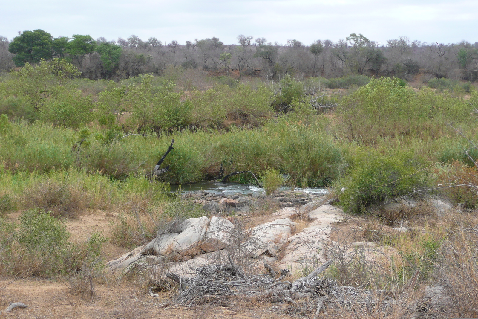 รูปถ่าย แอฟริกาใต้(South Africa) อุทยานแห่งชาติครูเกอร์(Kruger National Park) แม่น้ำซาเบิล(Sable River) 2008-09 84
