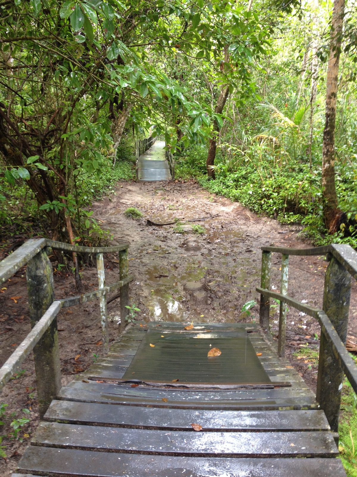 รูปถ่าย คอสตาริกา(Costa Rica) กาอุยตา(Cahuita) 2015-03 254