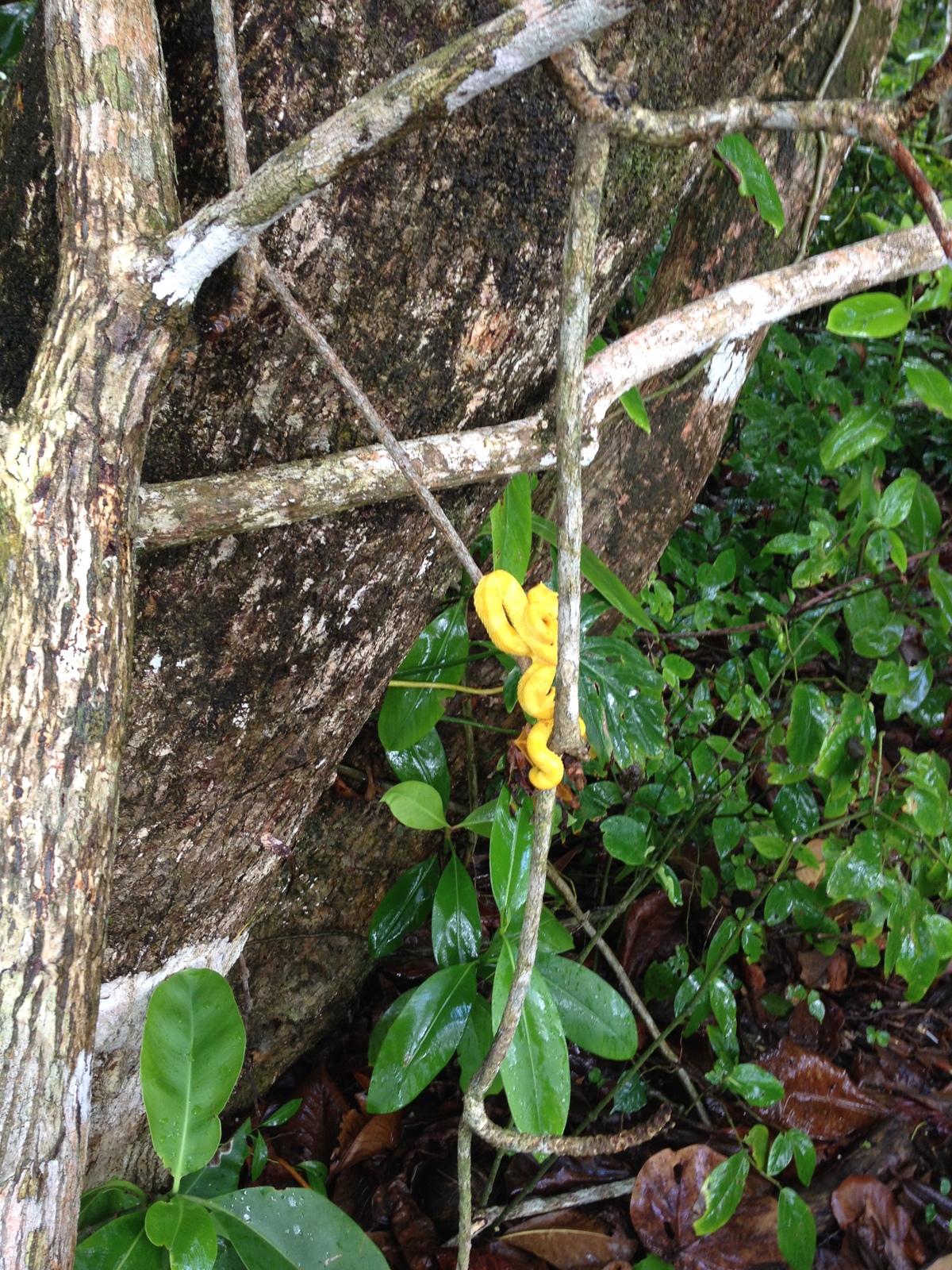 รูปถ่าย คอสตาริกา(Costa Rica) กาอุยตา(Cahuita) 2015-03 272