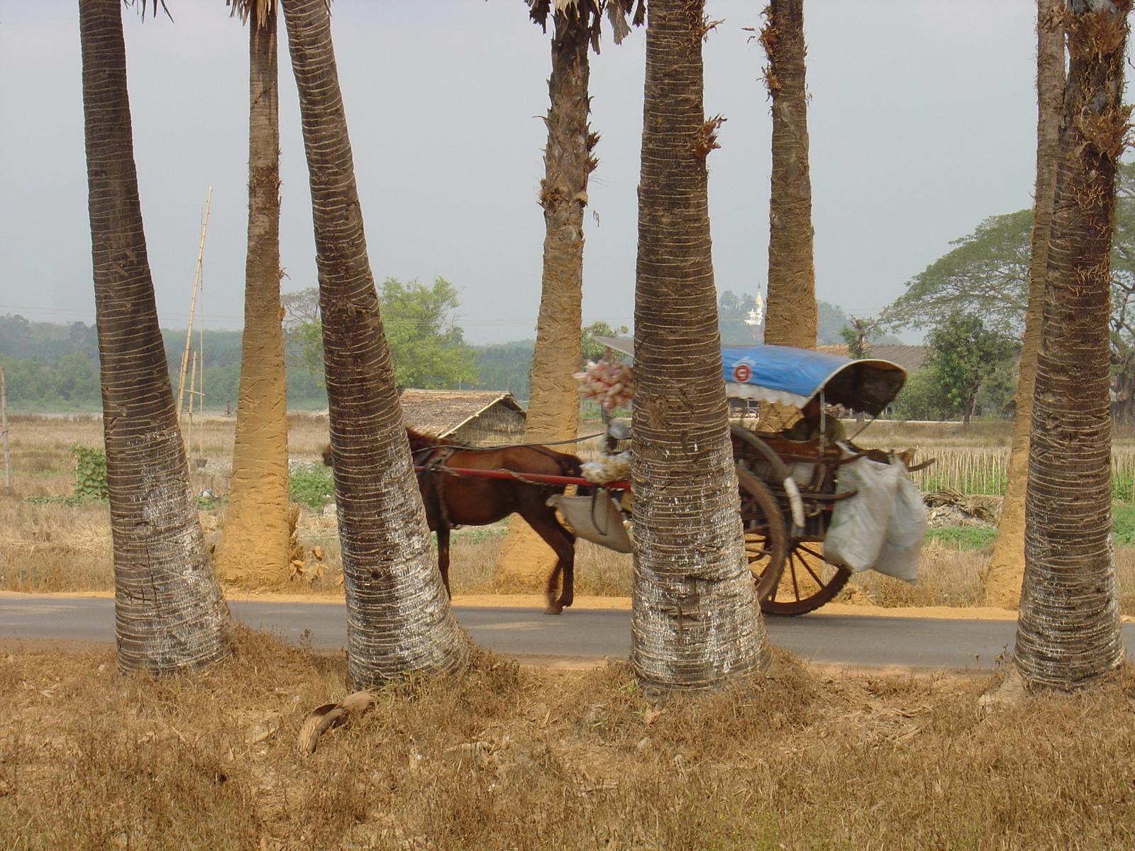 รูปถ่าย พม่า(Myanmar) ถนนจากทวายไปหาดหม่องมะกัน(Road from Dawei to Maungmagan beach) 2005-01 19