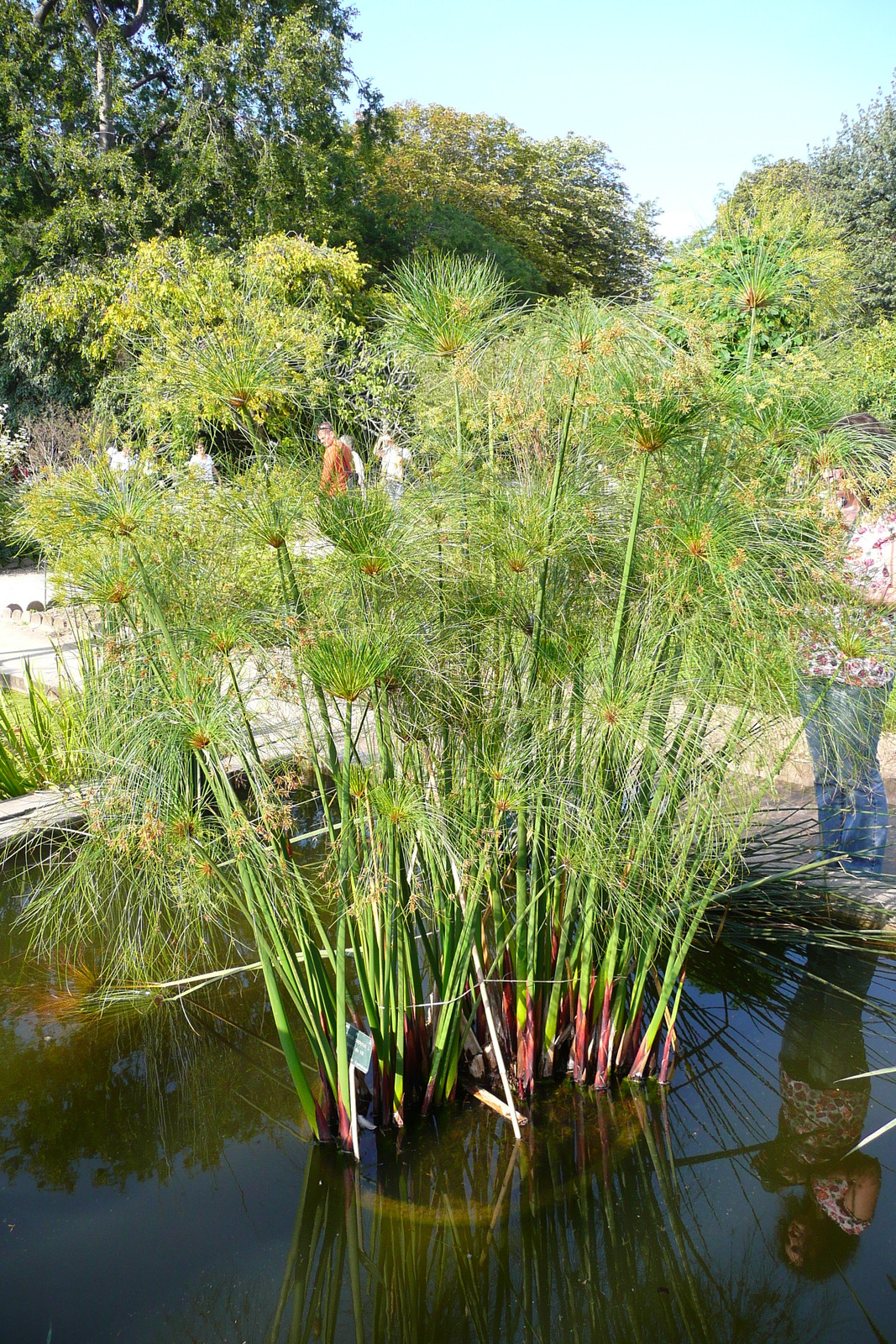รูปถ่าย ฝรั่งเศส(France) ปารีส(Paris) สวนพันธ์ุพืช(Jardin des Plantes) 2007-08 162