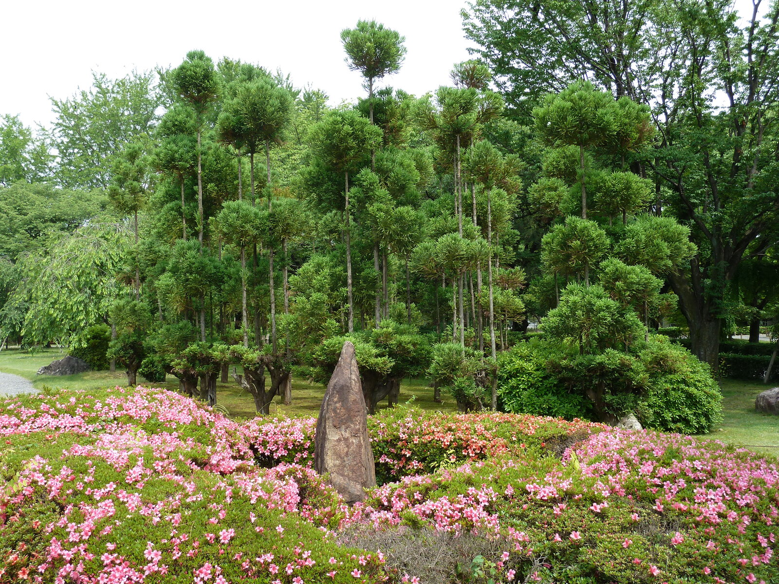รูปถ่าย ญี่ปุ่น(Japan) เกียวโต(Kyoto) ปราสาทนิโจ(Nijo Castle) 2010-06 34