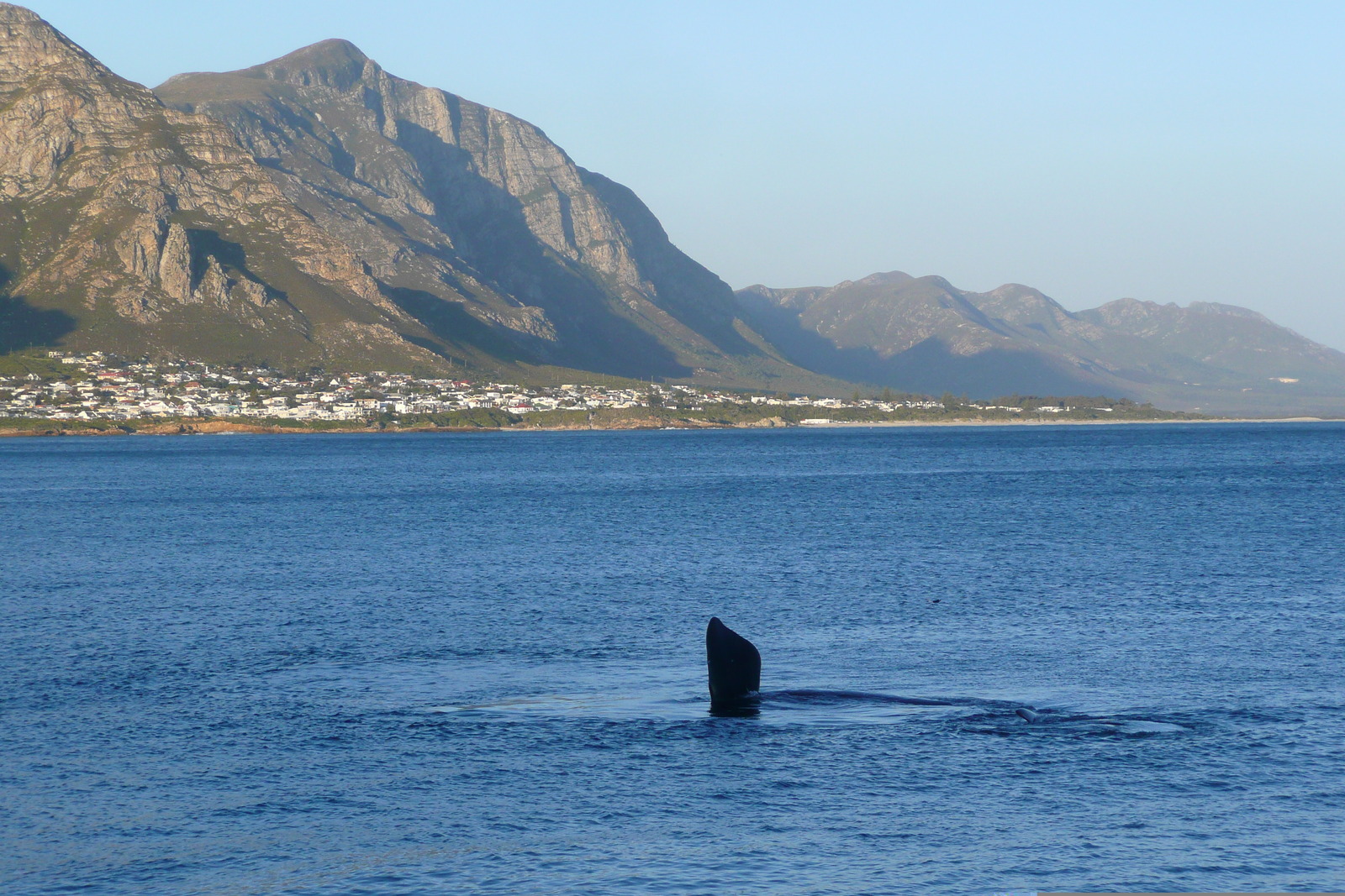 รูปถ่าย แอฟริกาใต้(South Africa) เฮอร์มานัส(Harmanus) 2008-09 242