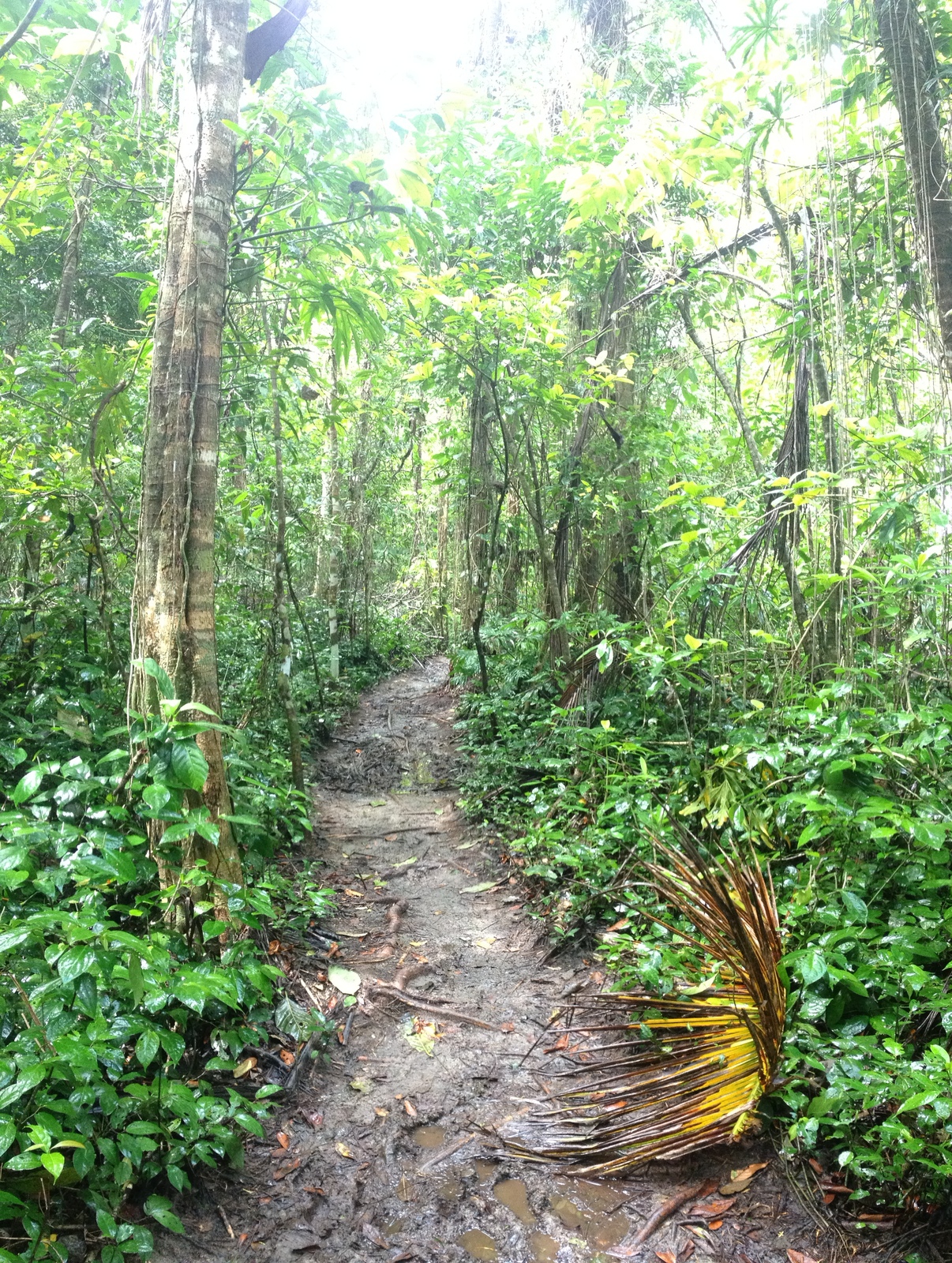 รูปถ่าย คอสตาริกา(Costa Rica) กาอุยตา(Cahuita) 2015-03 20