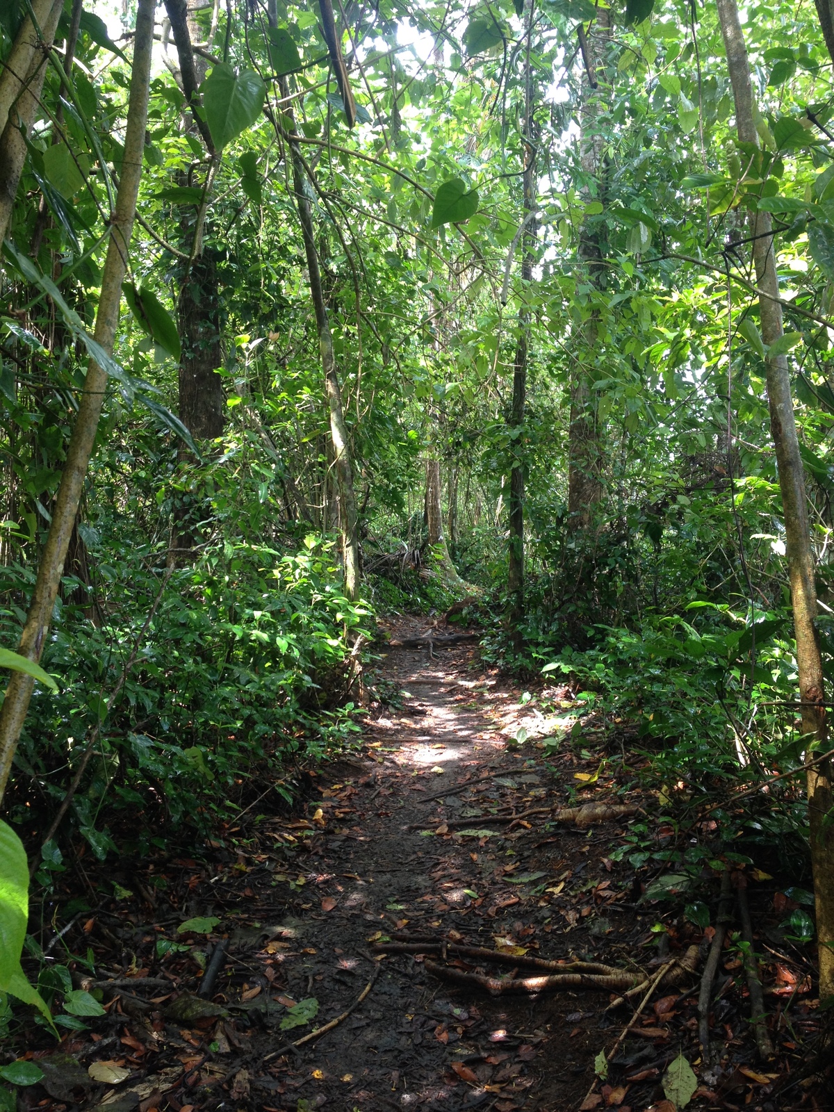 รูปถ่าย คอสตาริกา(Costa Rica) กาอุยตา(Cahuita) 2015-03 13