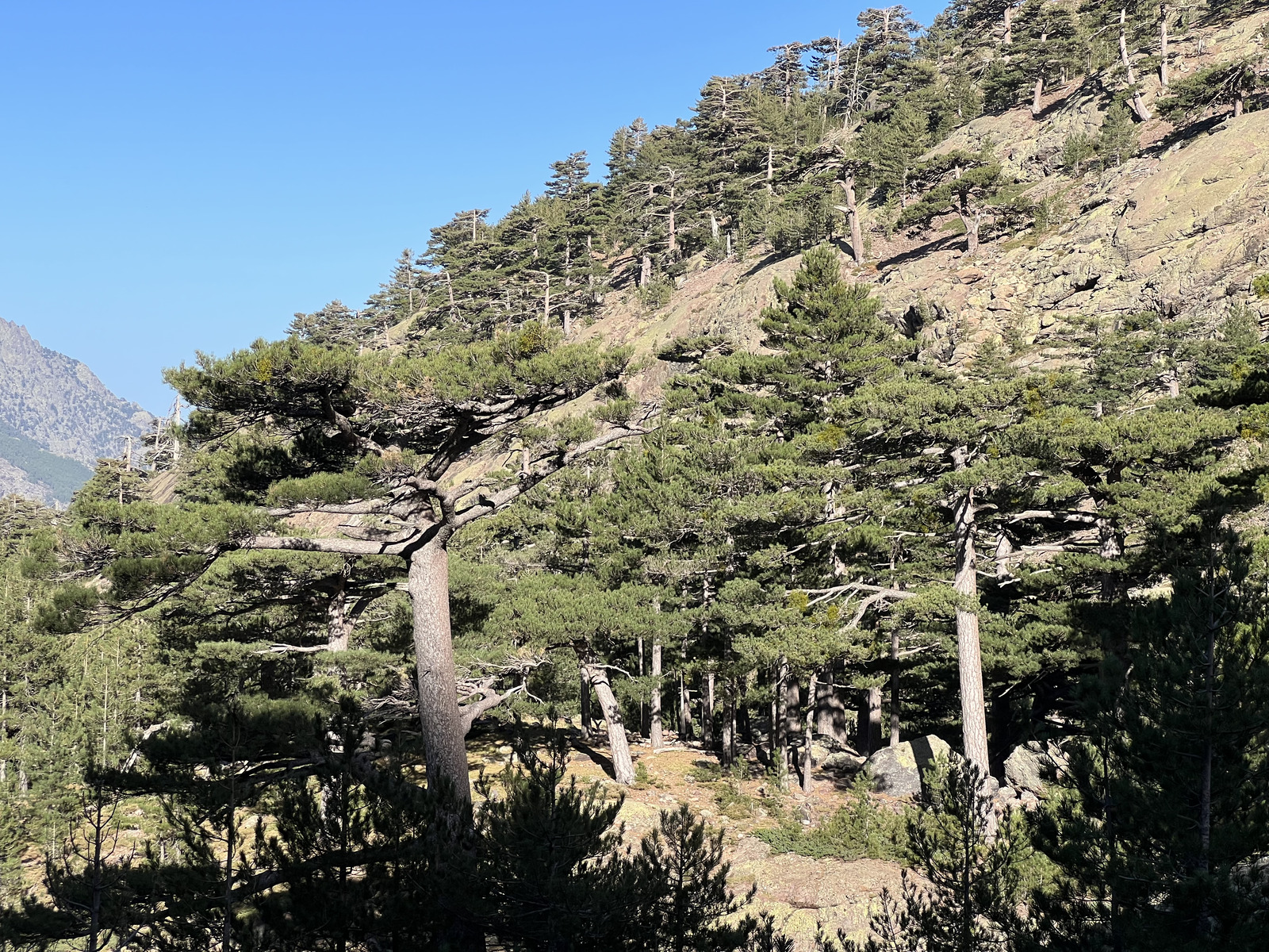 รูปถ่าย ฝรั่งเศส(France) คอร์สิคา(Corsica) ภูเขามอนเตชินโต(Monte Cinto) 2023-10 211
