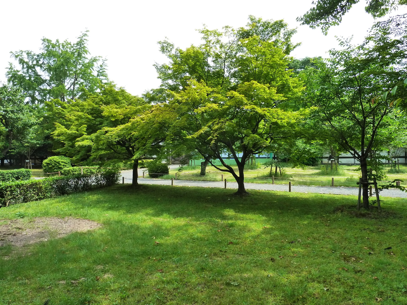 รูปถ่าย ญี่ปุ่น(Japan) เกียวโต(Kyoto) ปราสาทนิโจ(Nijo Castle) 2010-06 46