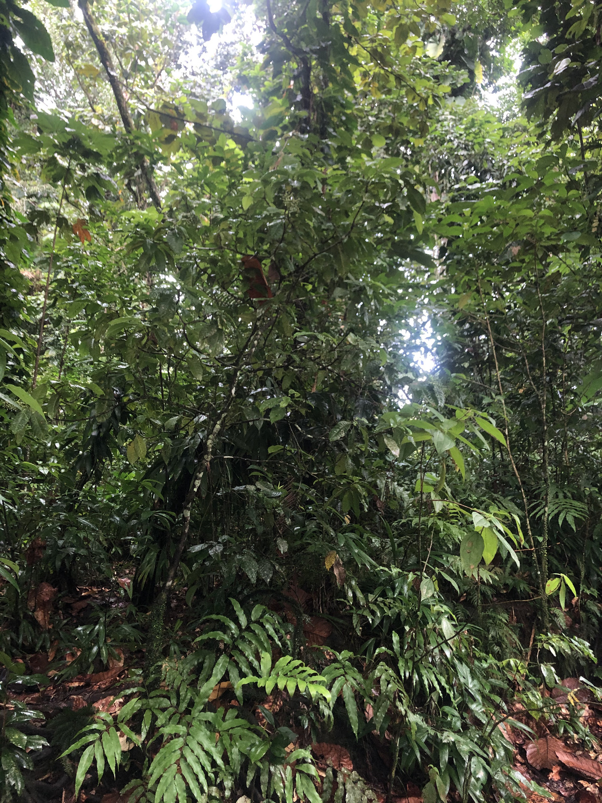 รูปถ่าย กวาเดอลูป(Guadeloupe) น้ำตกกุ้งเครย์ฟิช(Cascade aux ecrevisses) 2021-02 1