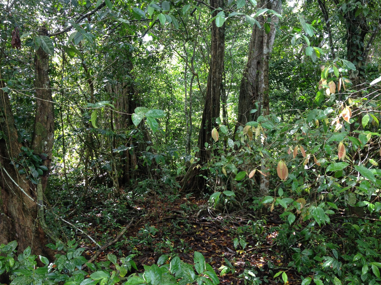 รูปถ่าย คอสตาริกา(Costa Rica) กาอุยตา(Cahuita) 2015-03 59